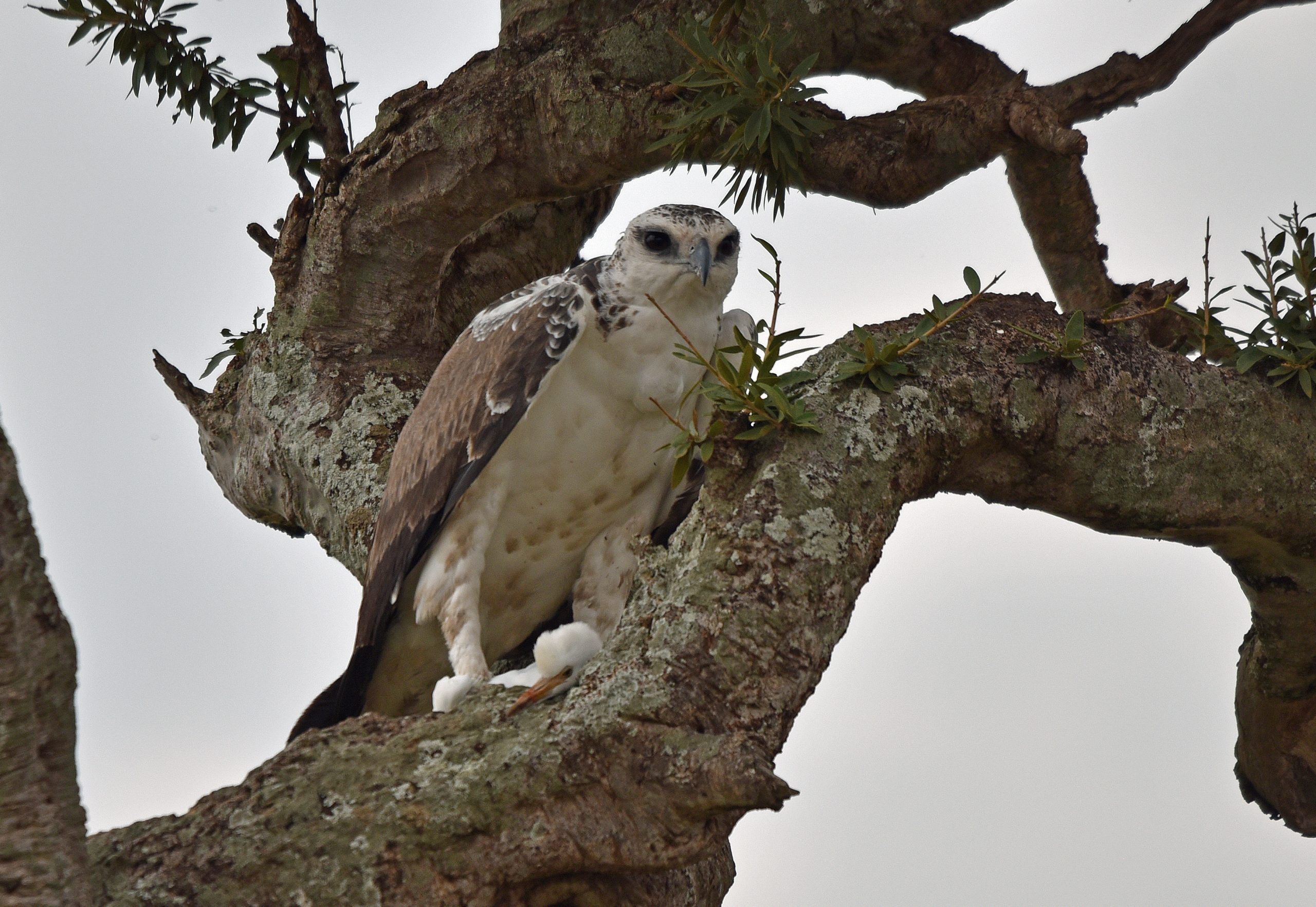 African fish eagle perched