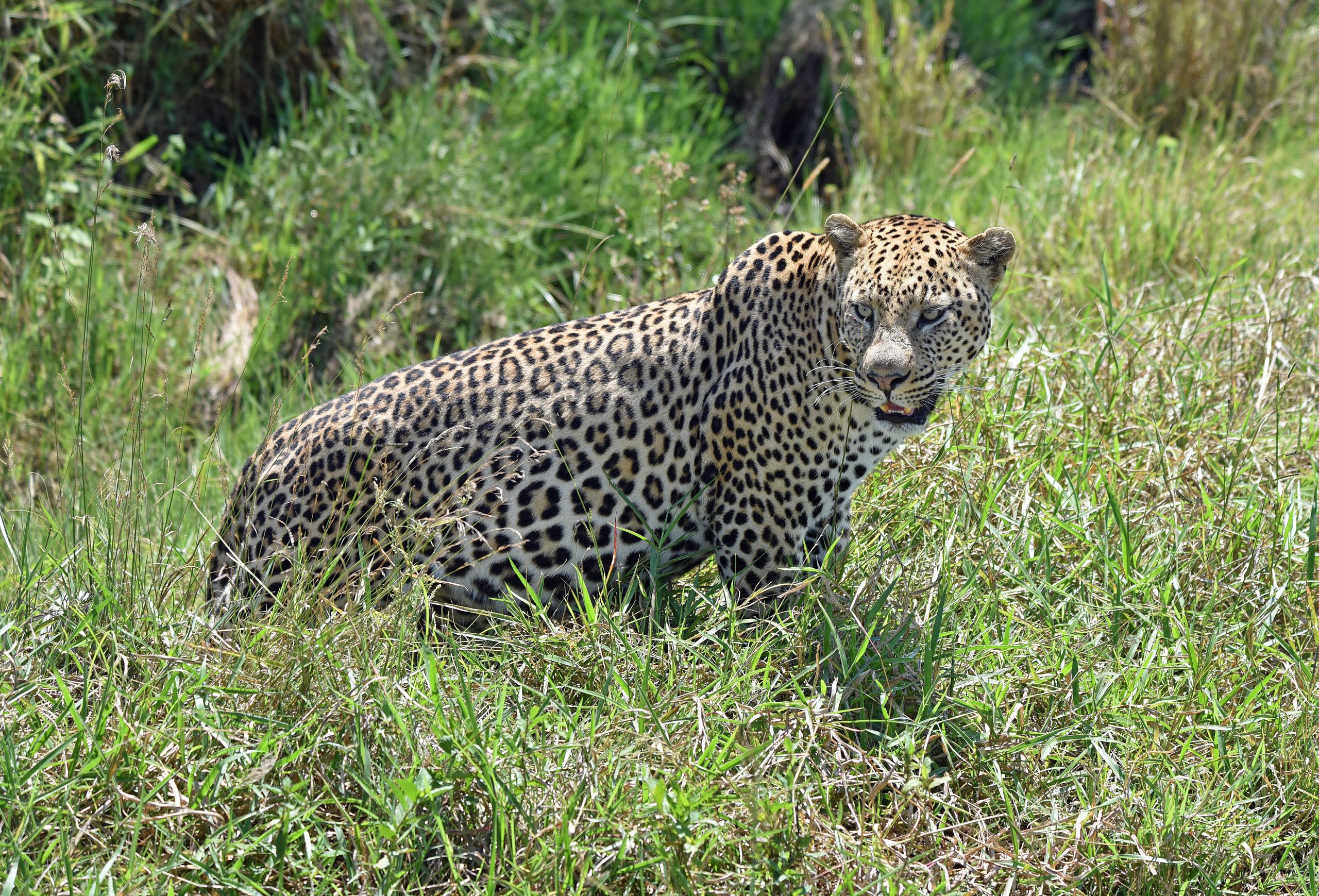 Serval cat tall grass Kenya