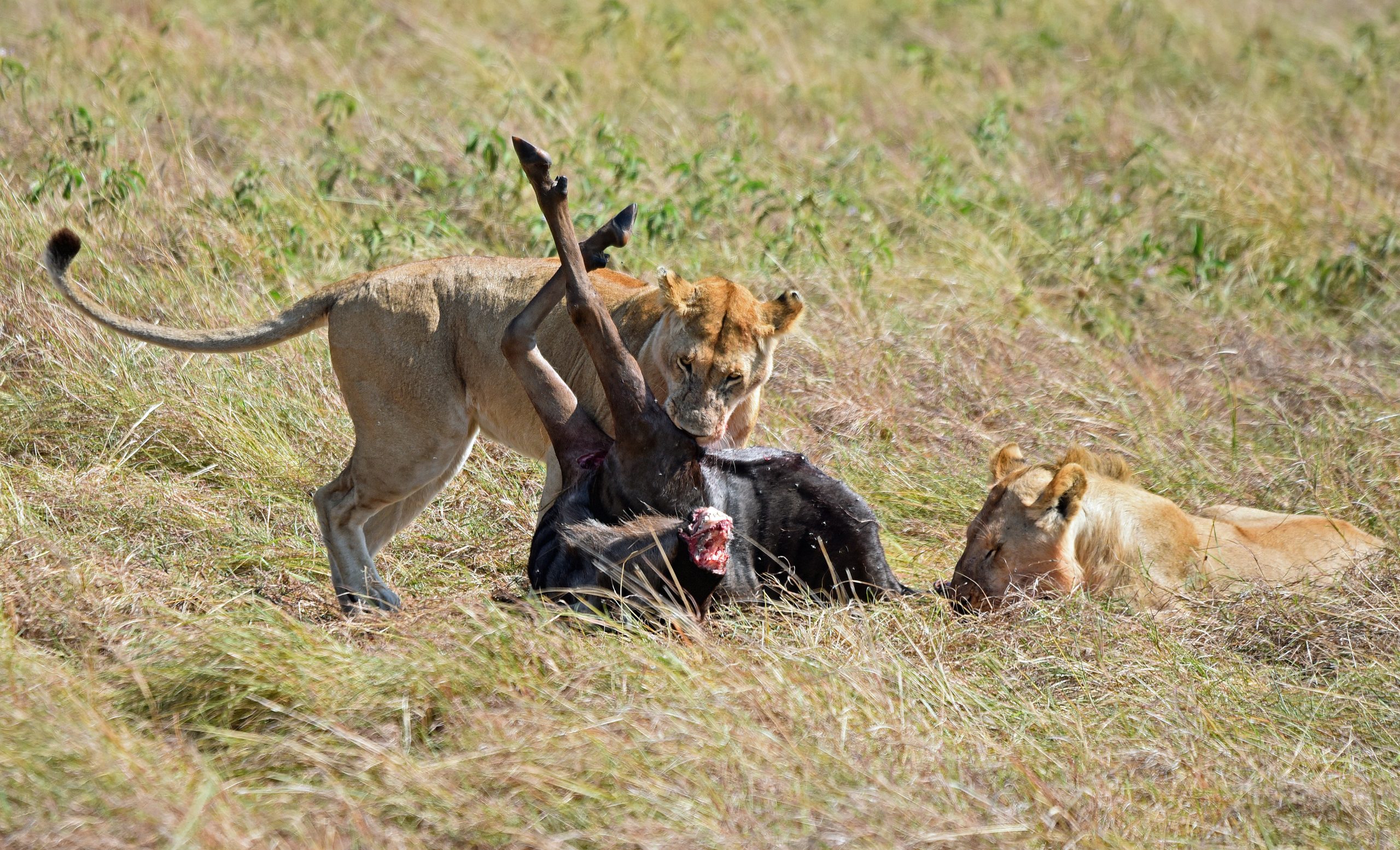 Spotted hyena clan Kenya