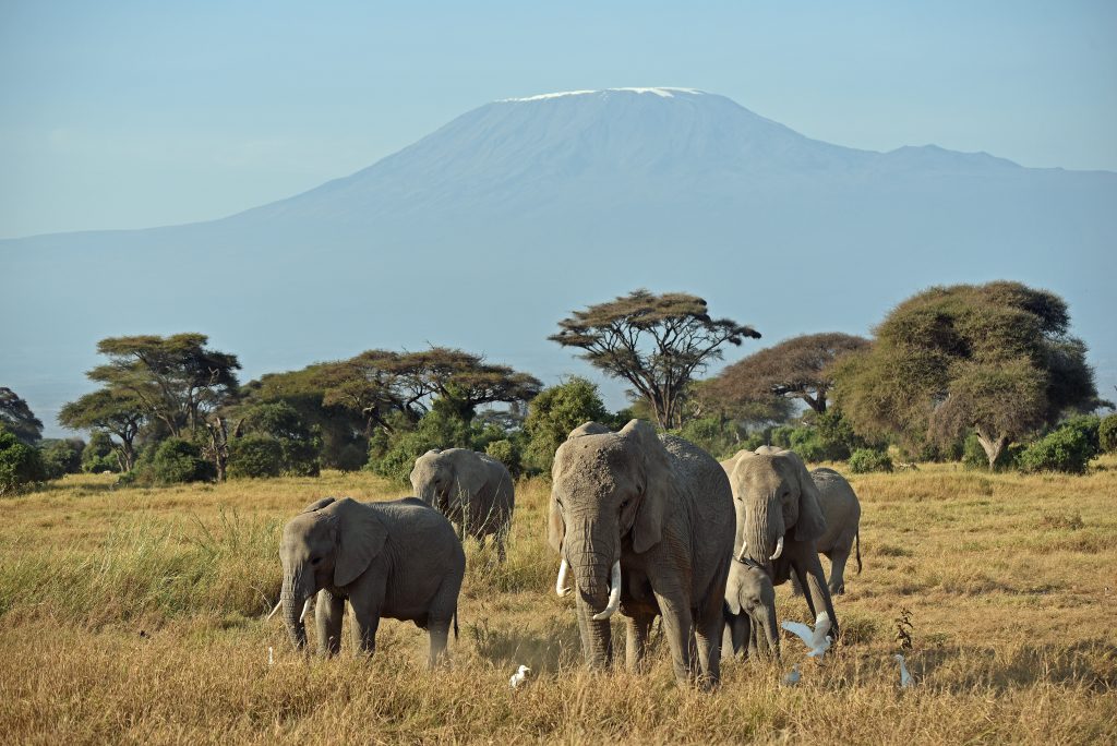 Amboseli National Park Mount Kilimanjaro With Elephants