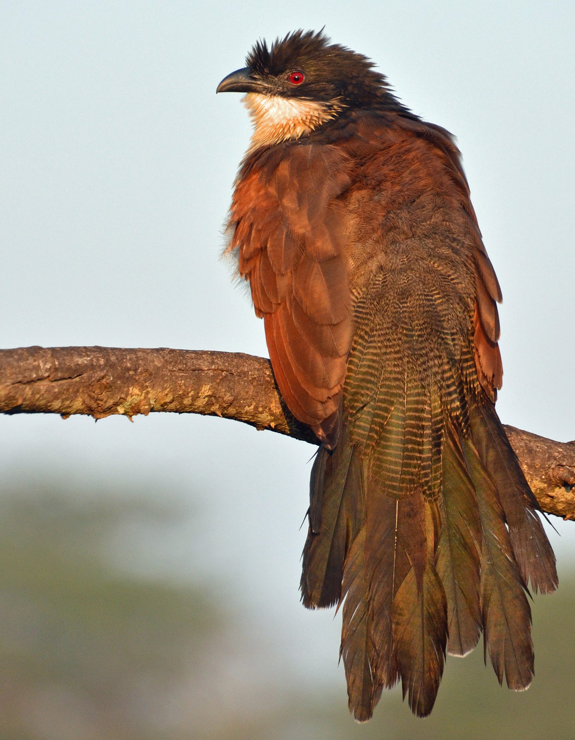 Burchell's coucal — Africa Calling Safaris