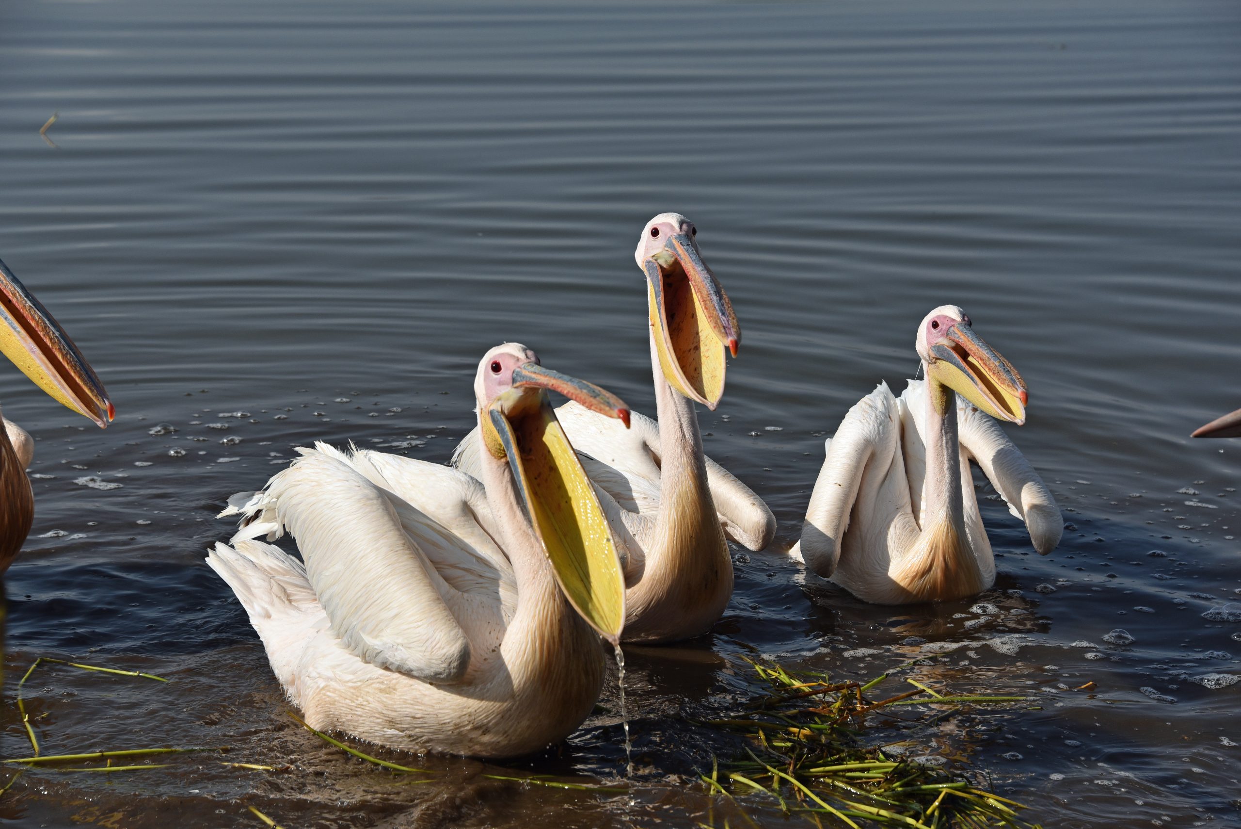 Ethiopia, Lake Hawassa, Pelicans1