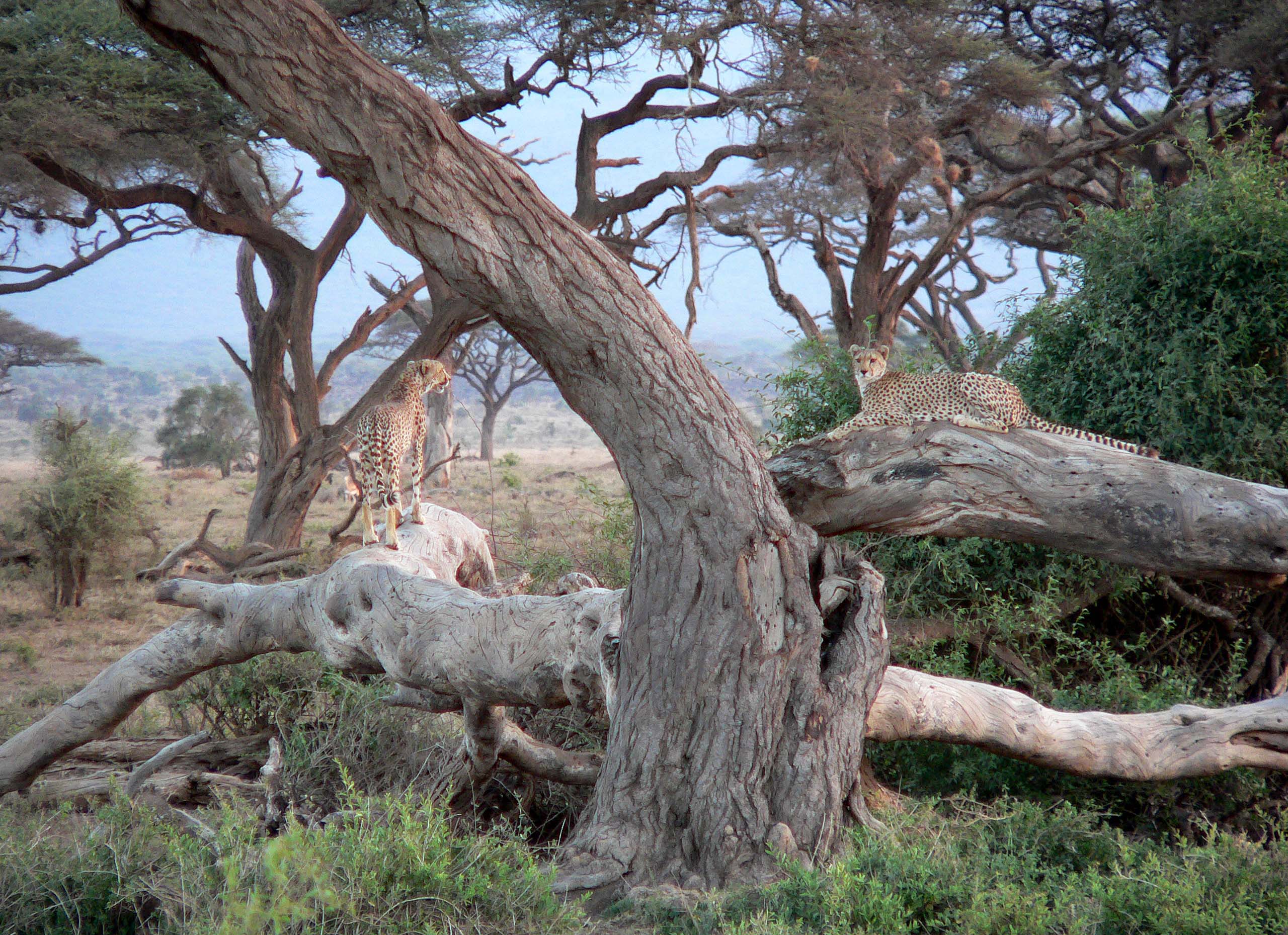 Kenya, Amboseli National Park, Cheetas1