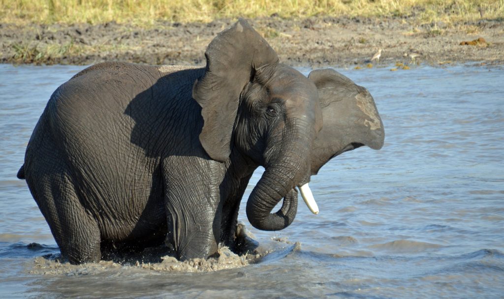 Kenya Amboseli National Park Elephant Cooling Off