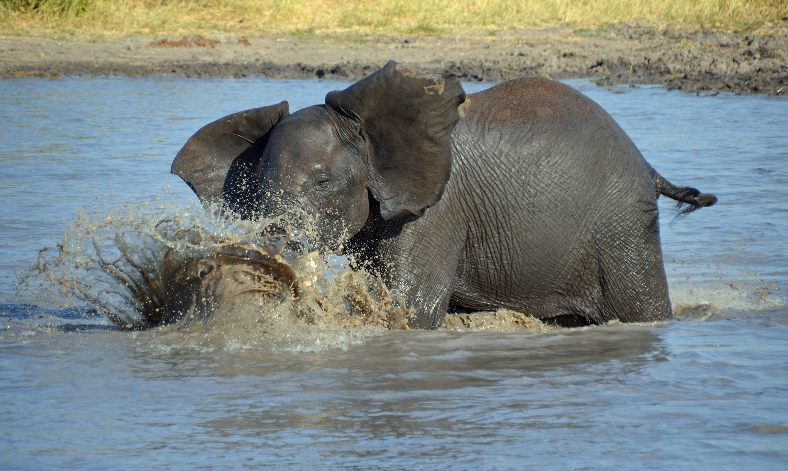 Kenya, Amboseli National Park Elephant cooling off2
