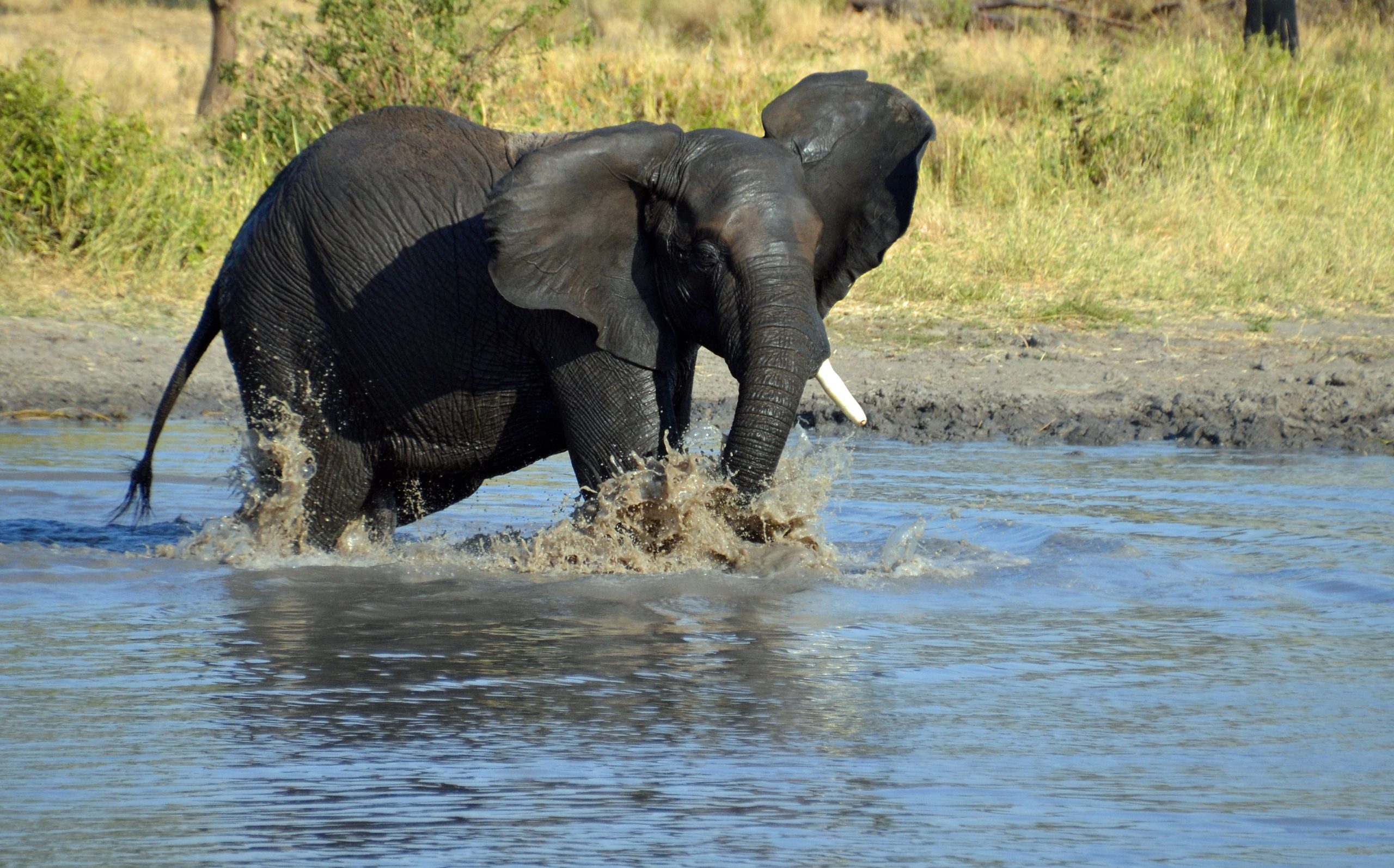 Kenya, Amboseli National Park Elephant cooling off3