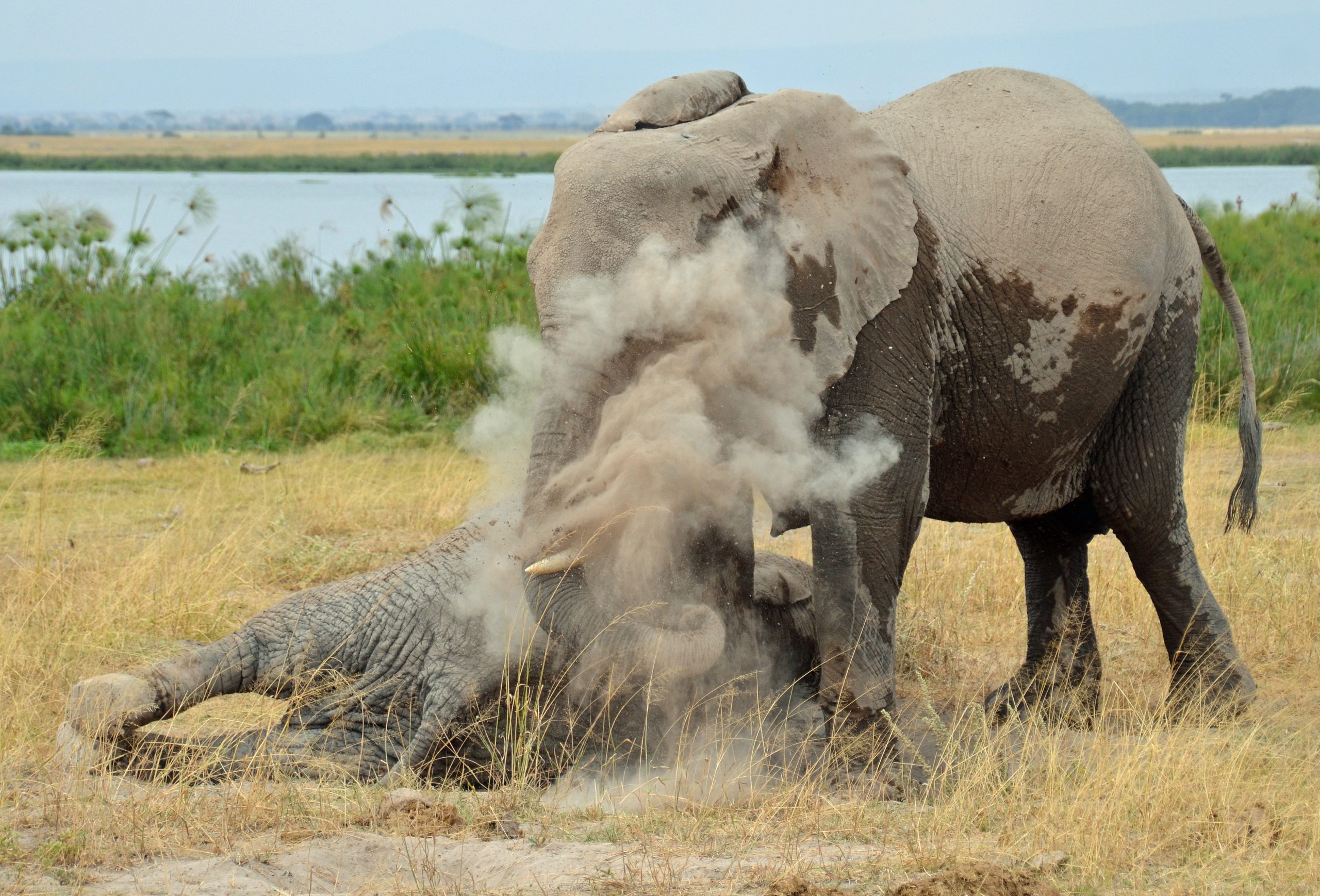 Kenya, Amboseli National Park, elephants dust bathing1