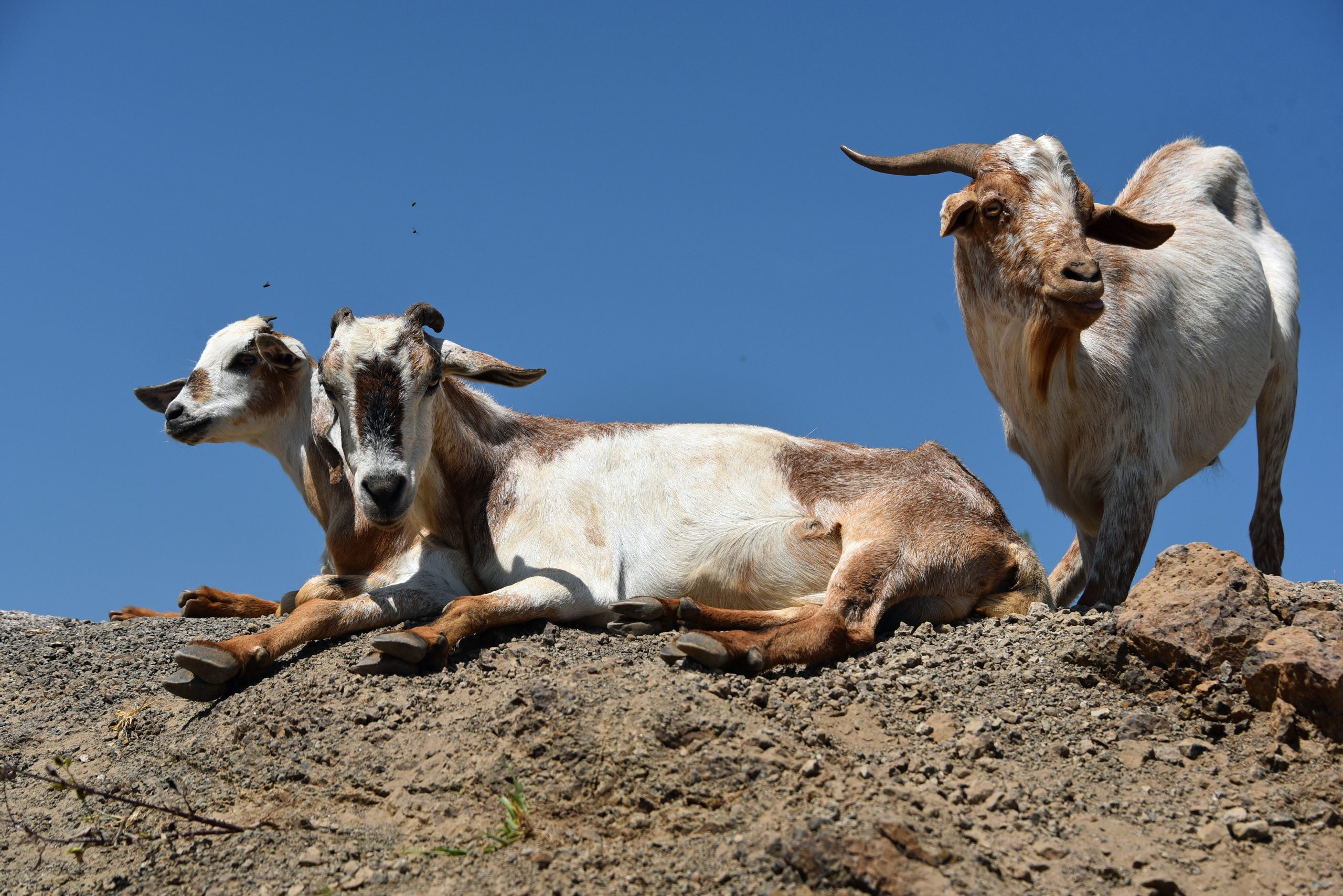 Kenya Chalbi Desert Goats1
