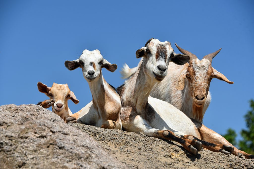 Kenya Chalbi Desert Goats