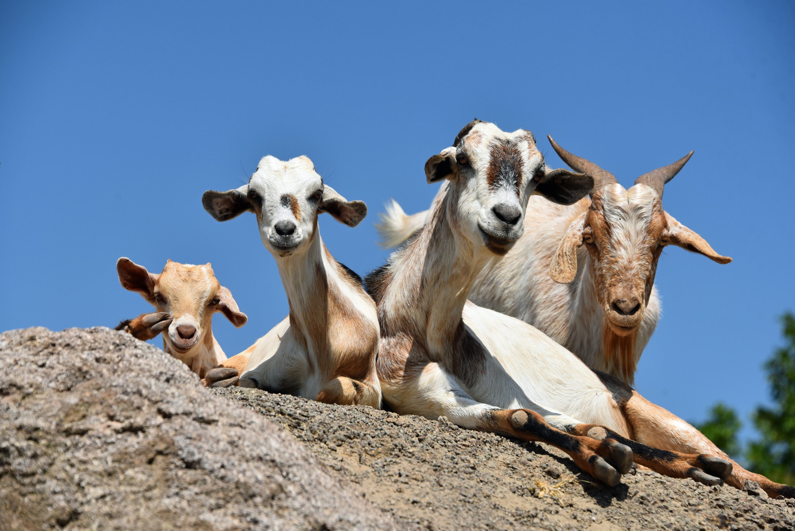 Kenya Chalbi Desert goats