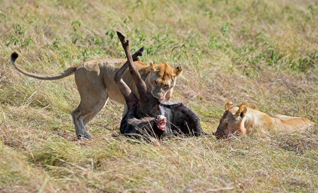 Kenya Masai Mara Game Reserve Lions Feeding