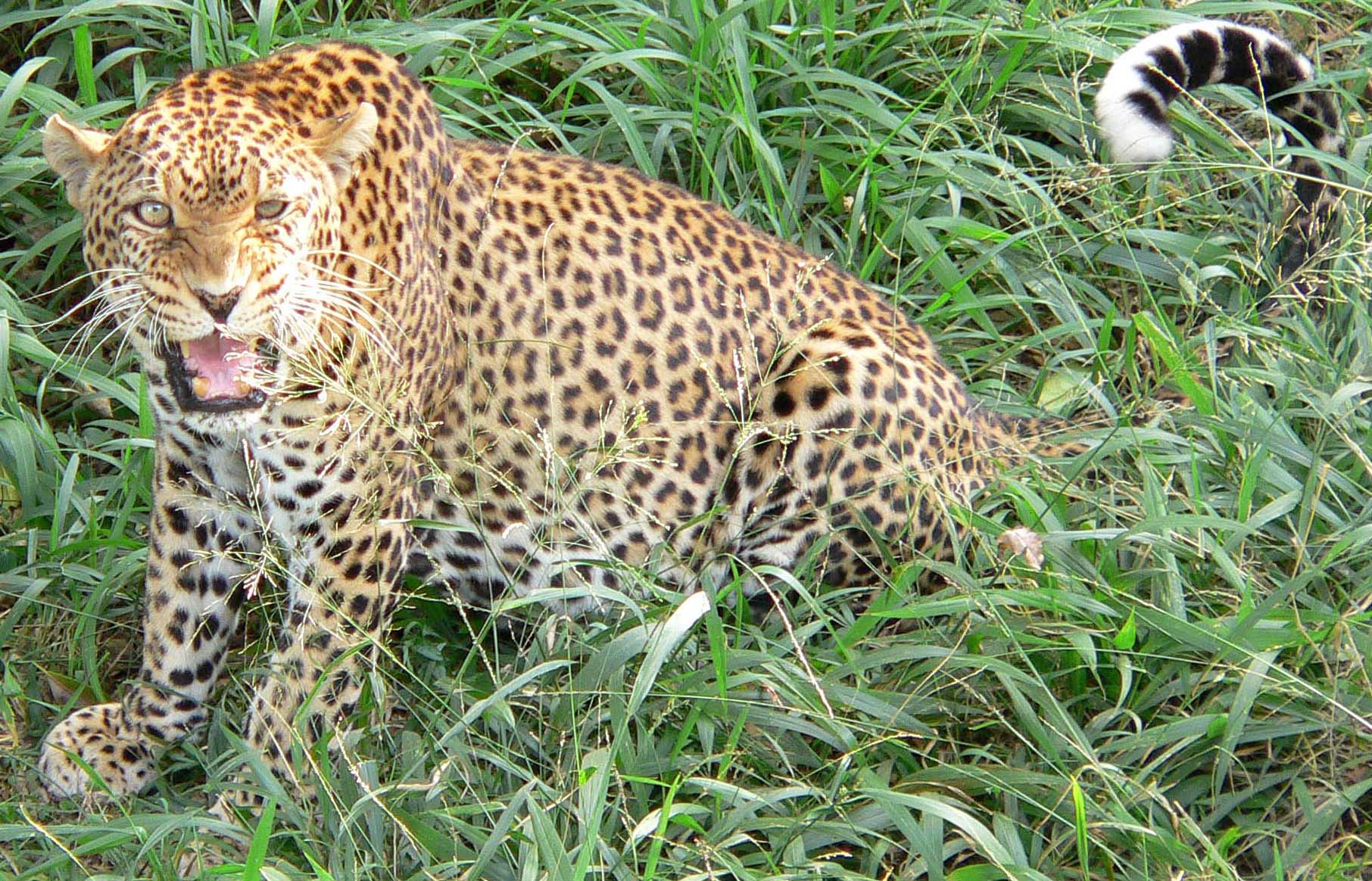 Kenya, Masai Mara National Game Reserve, Leopard1