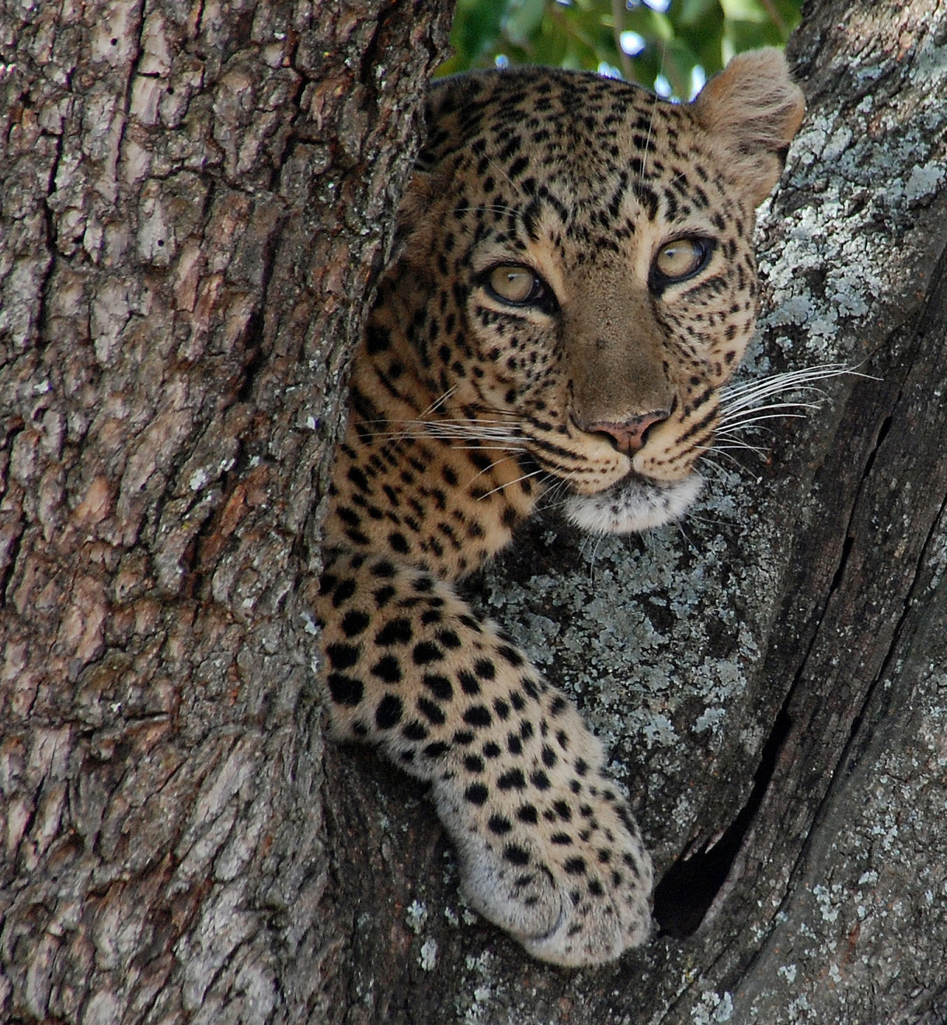 Kenya, Masai Mara National Game Reserve, Leopard3
