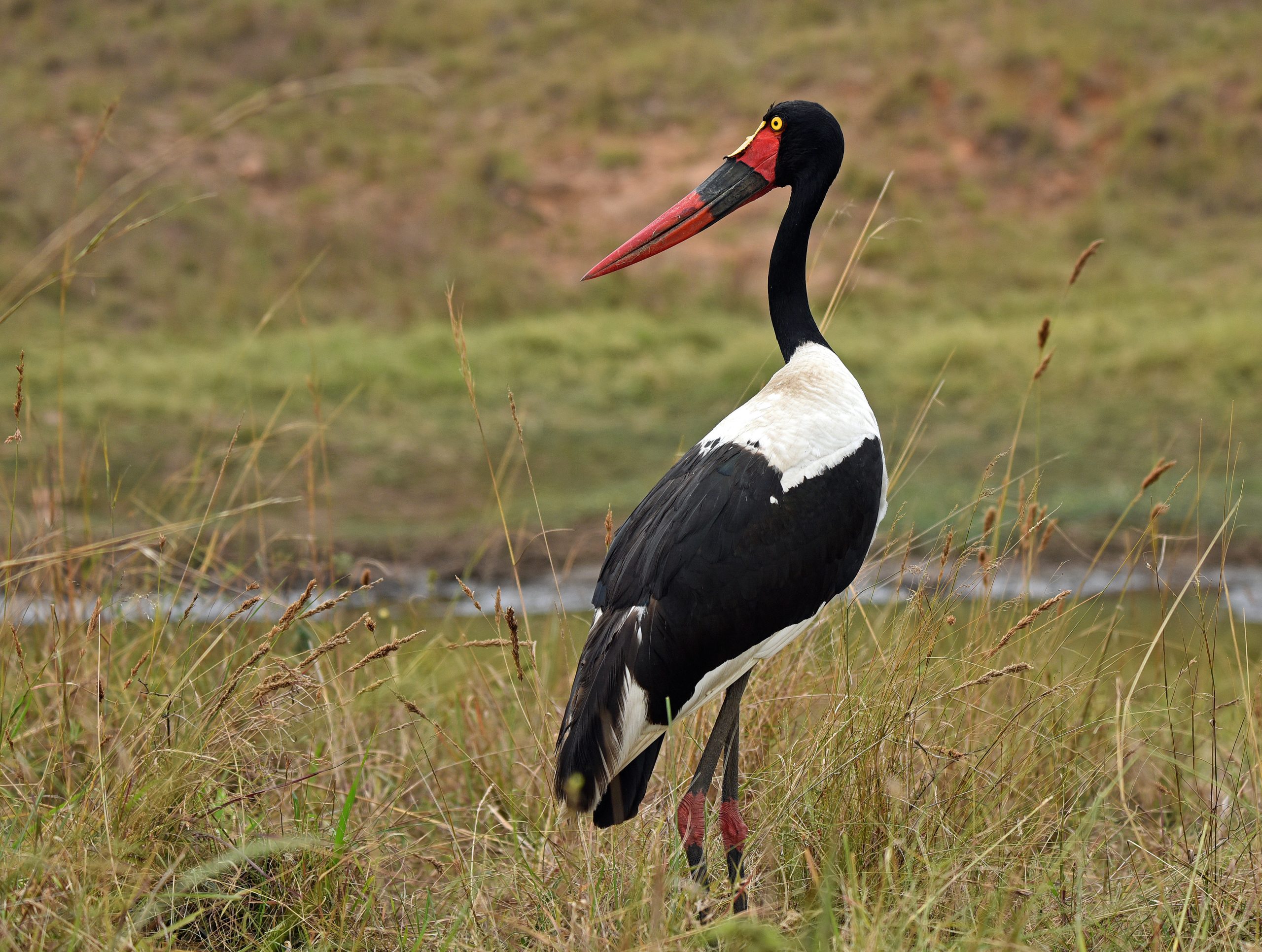 Kenya, Olpejeta Sweetwaters, Saddle Billed Stork1