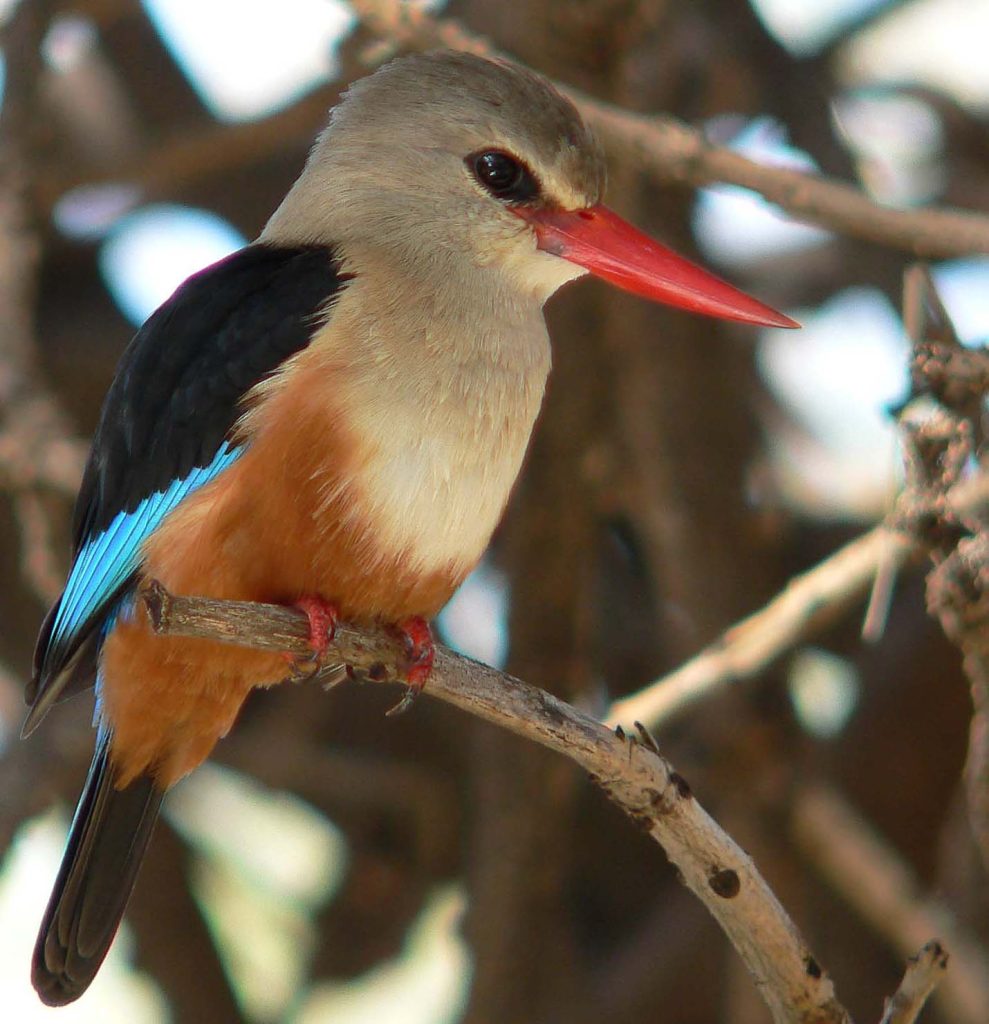 Kenya Samburu National Game Reserve Grey Headed Kingfisher
