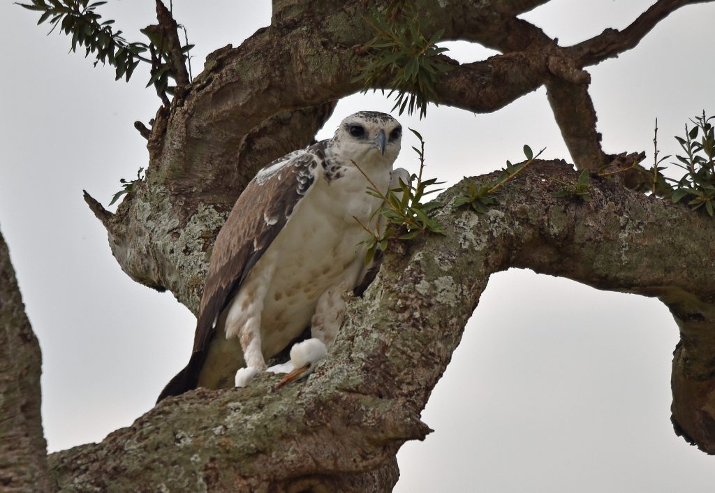Kenya Samburu National Game Reserve Juvenile Martial Eagle