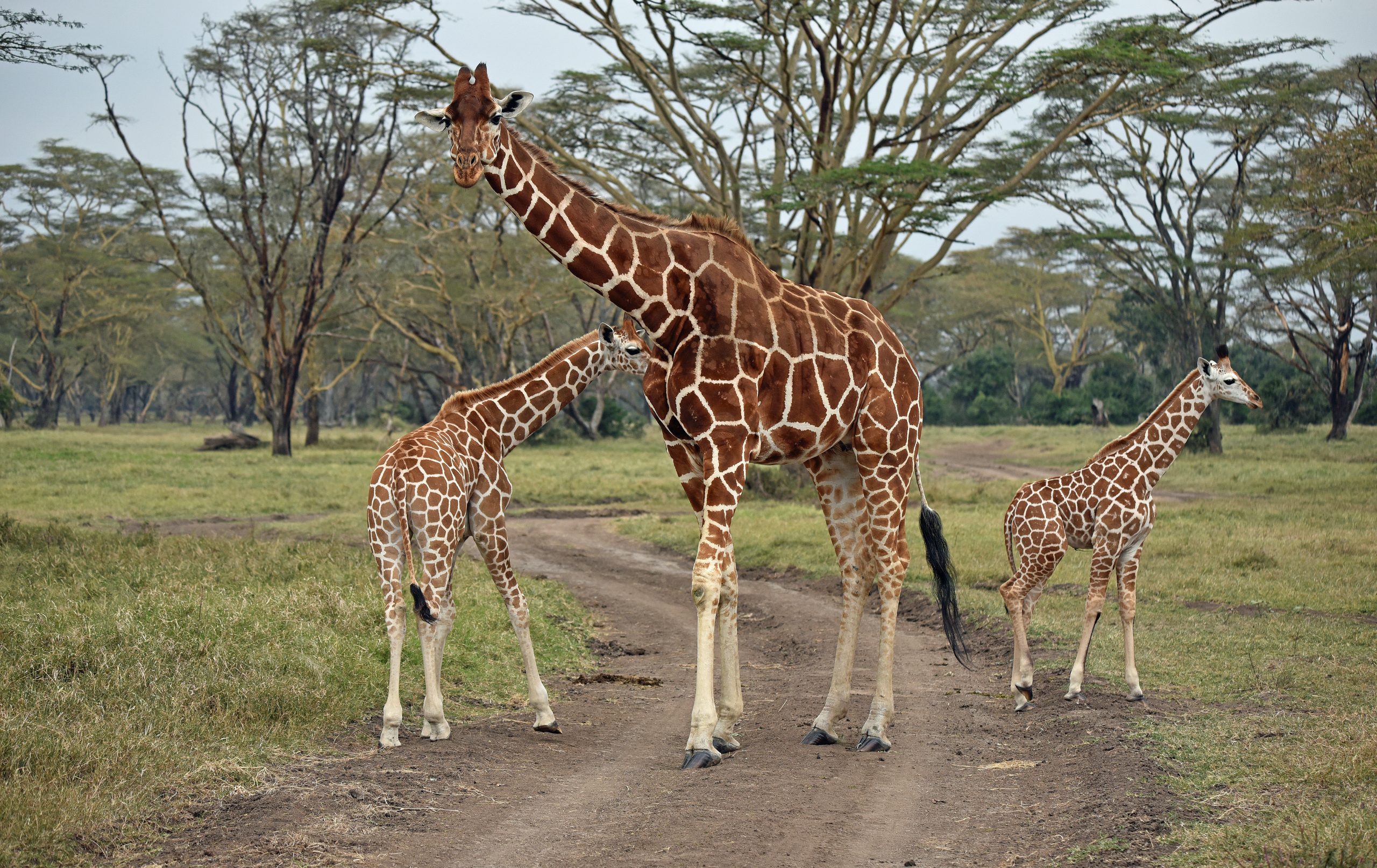 Kenya Solio Ranch reticulated giraffe with young — Africa Calling Safaris