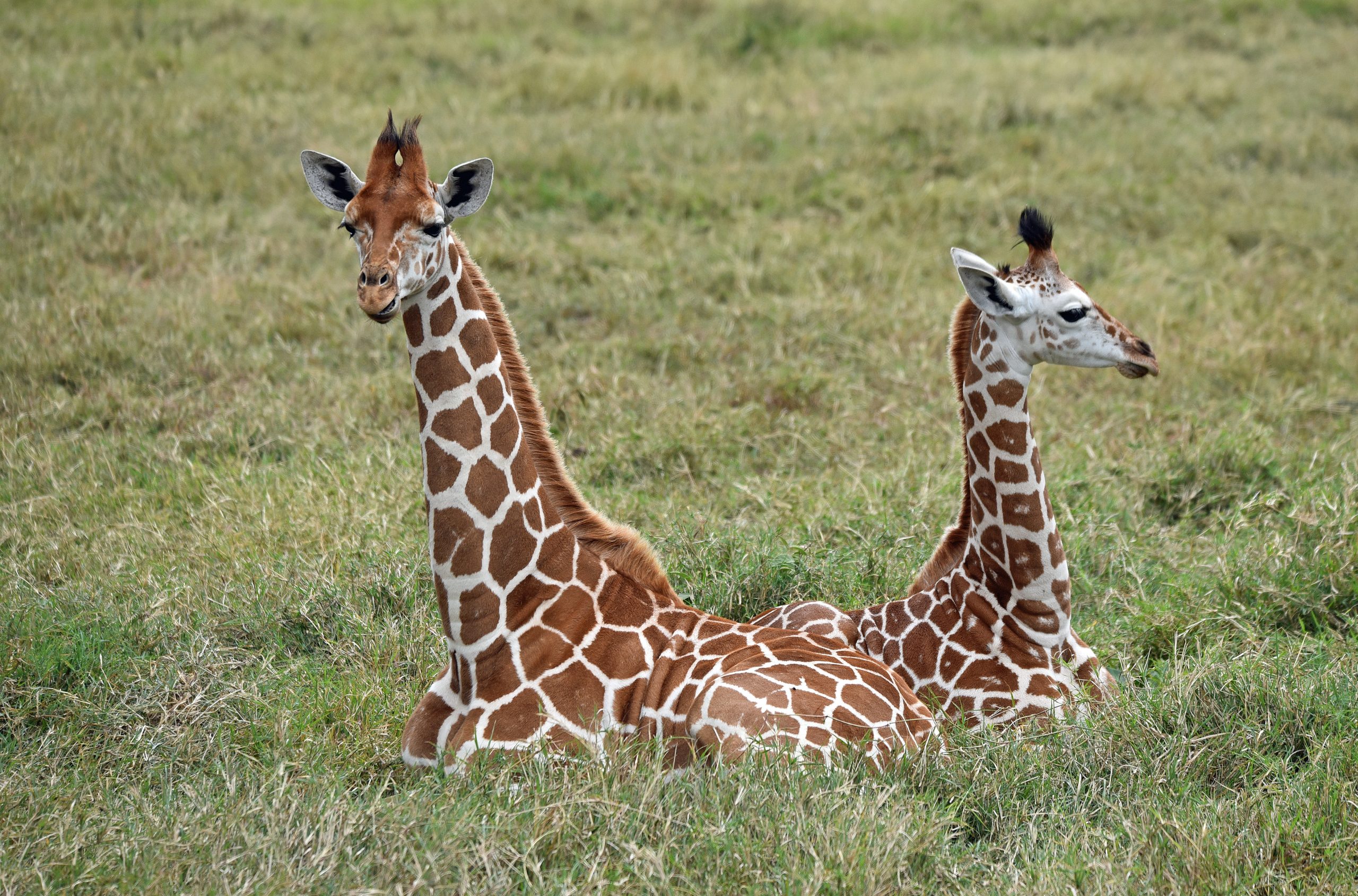 Kenya Solio Ranch reticulated giraffe resting — Africa Calling Safaris