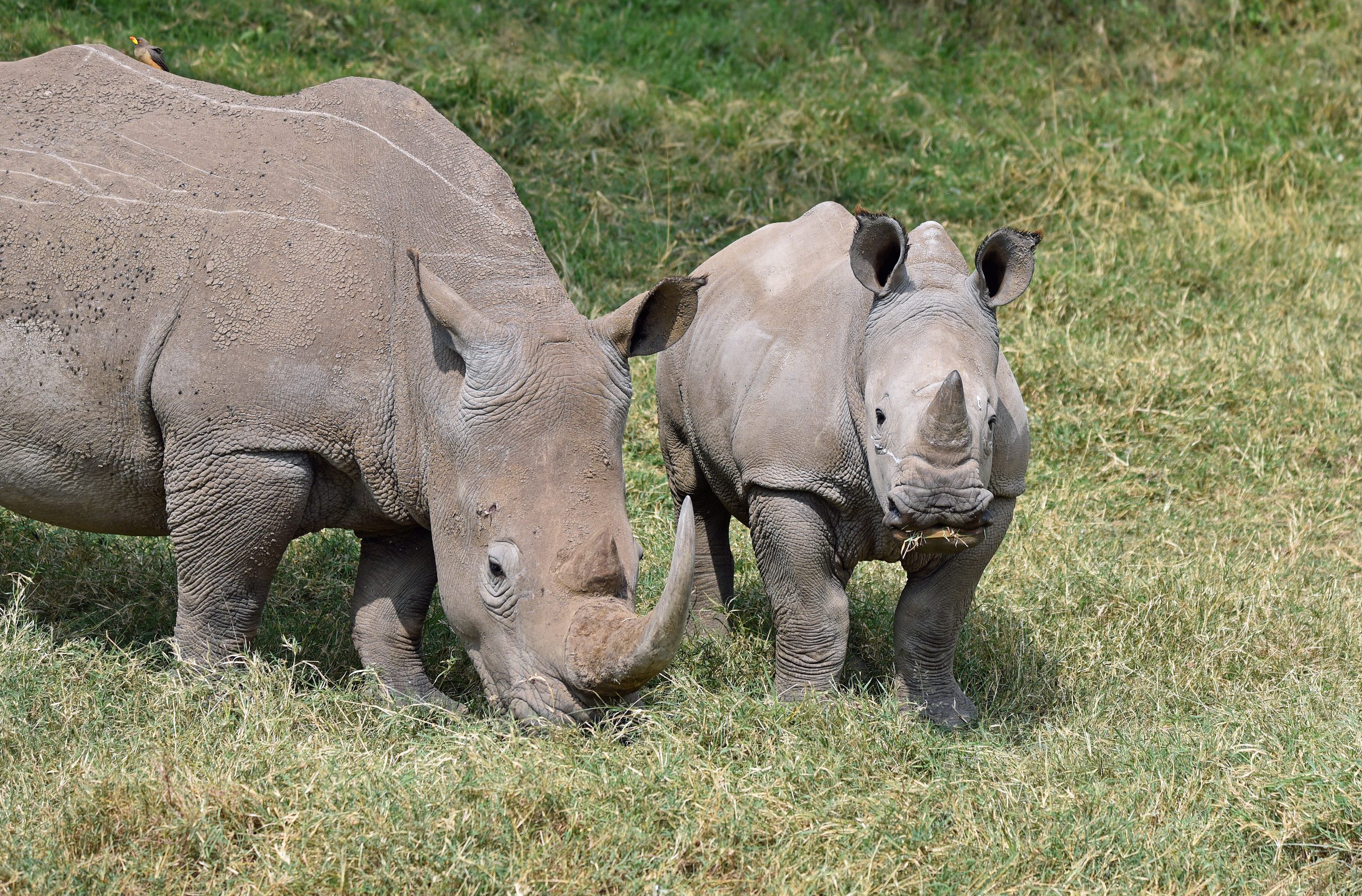 Kenya Sweetwaters white rhino mother with calf — Africa Calling Safaris
