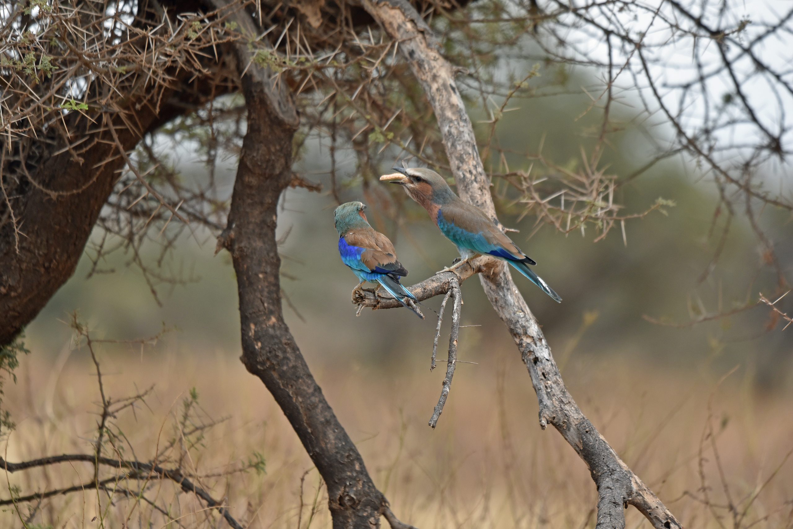 Lilac breasted Roller, mother feeding young3