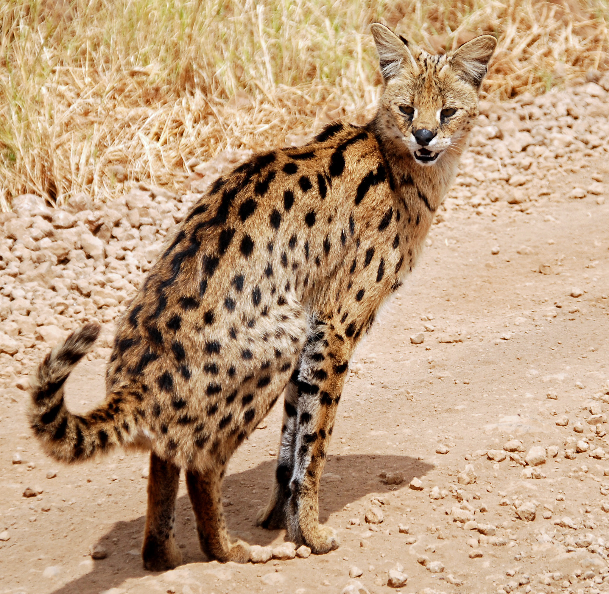 Masai Mara Game Reserve Serval Cat