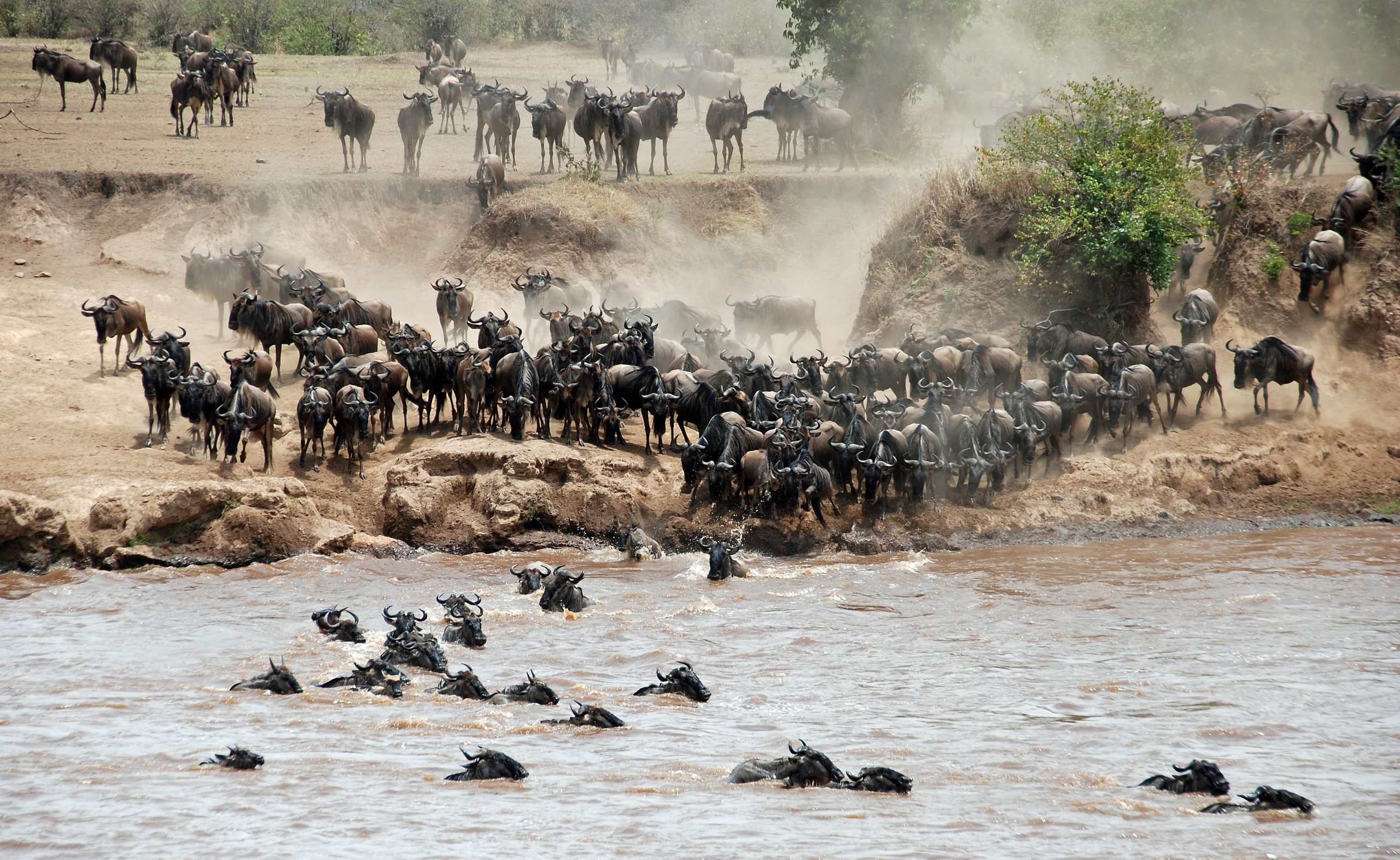 Masai Mara wildebeest migration — Africa Calling Safaris