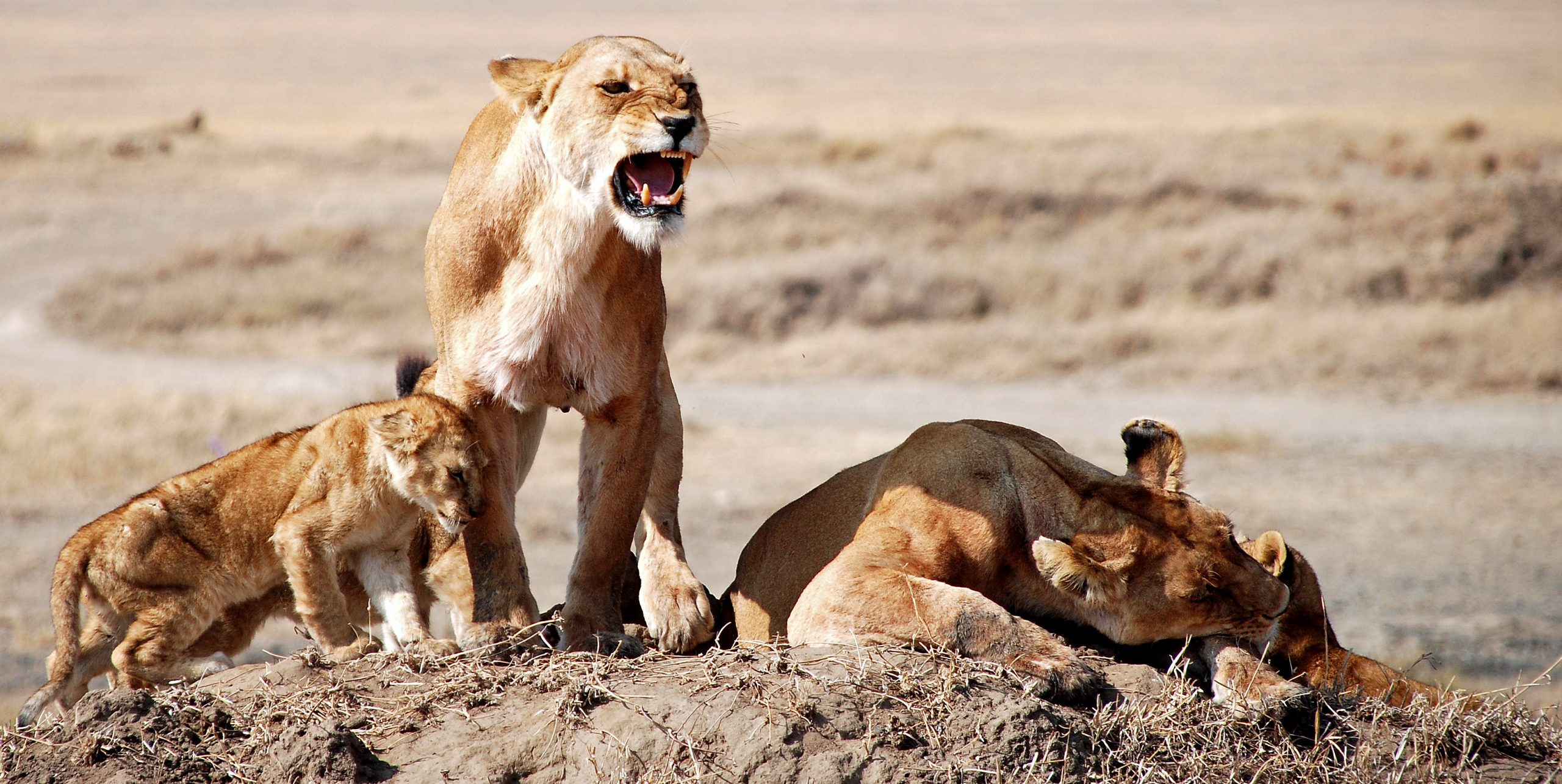 Masai Mara Game Reserve lioness with cub — Africa Calling Safaris