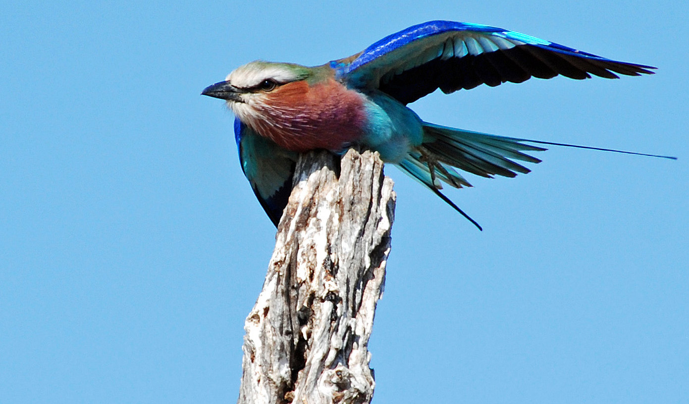 Masai Mara National Game Reserve Lillac Breasted Roller1