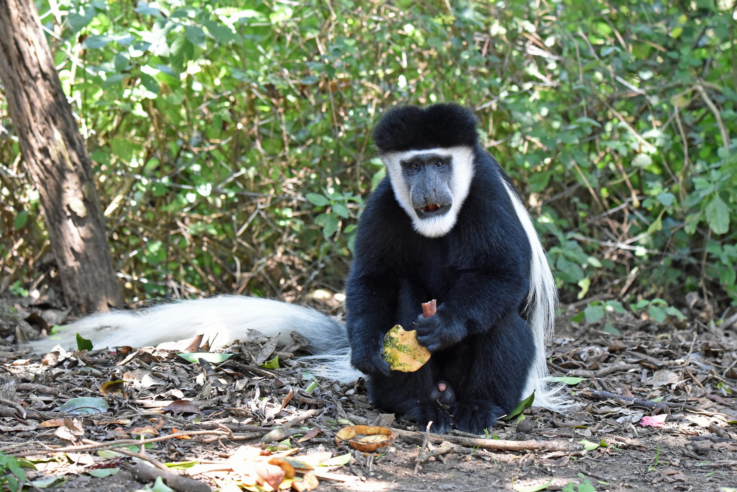 Mount Kenya, Male Colobus monkey1