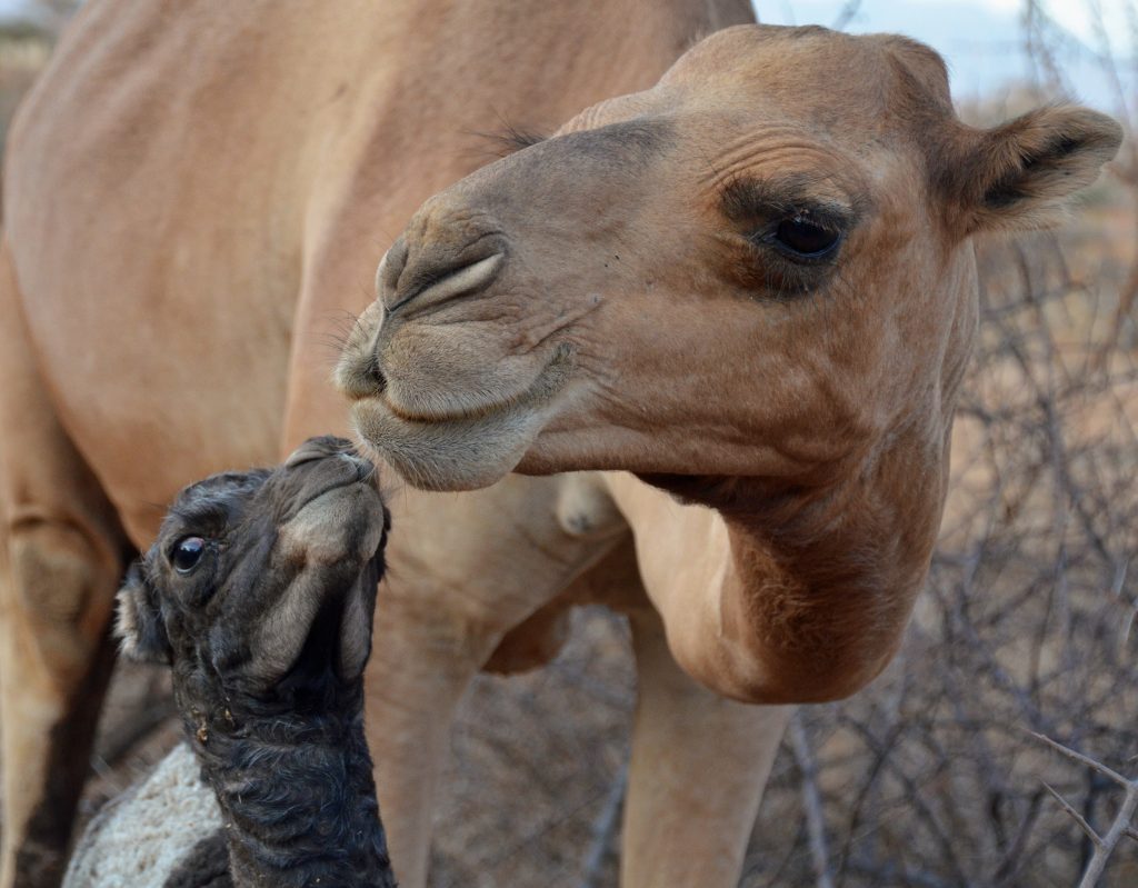 Ndoto Mountains Camels1