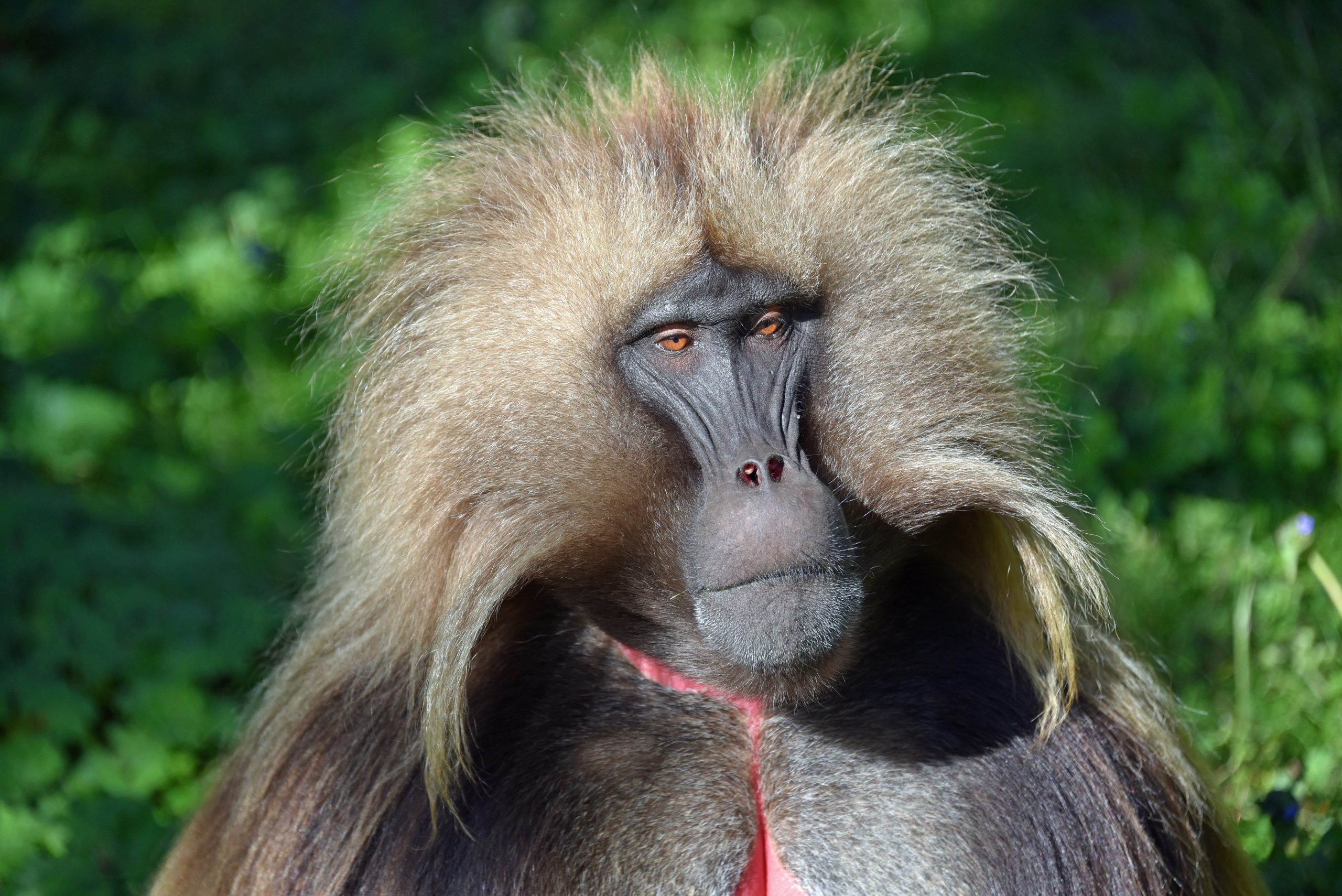 Northen Ethiopia, Simien Mountains, Gelada Baboon5