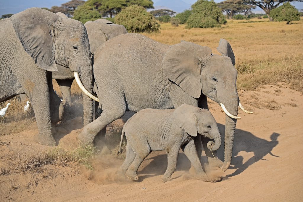 Samburu Game Reserve Elephants