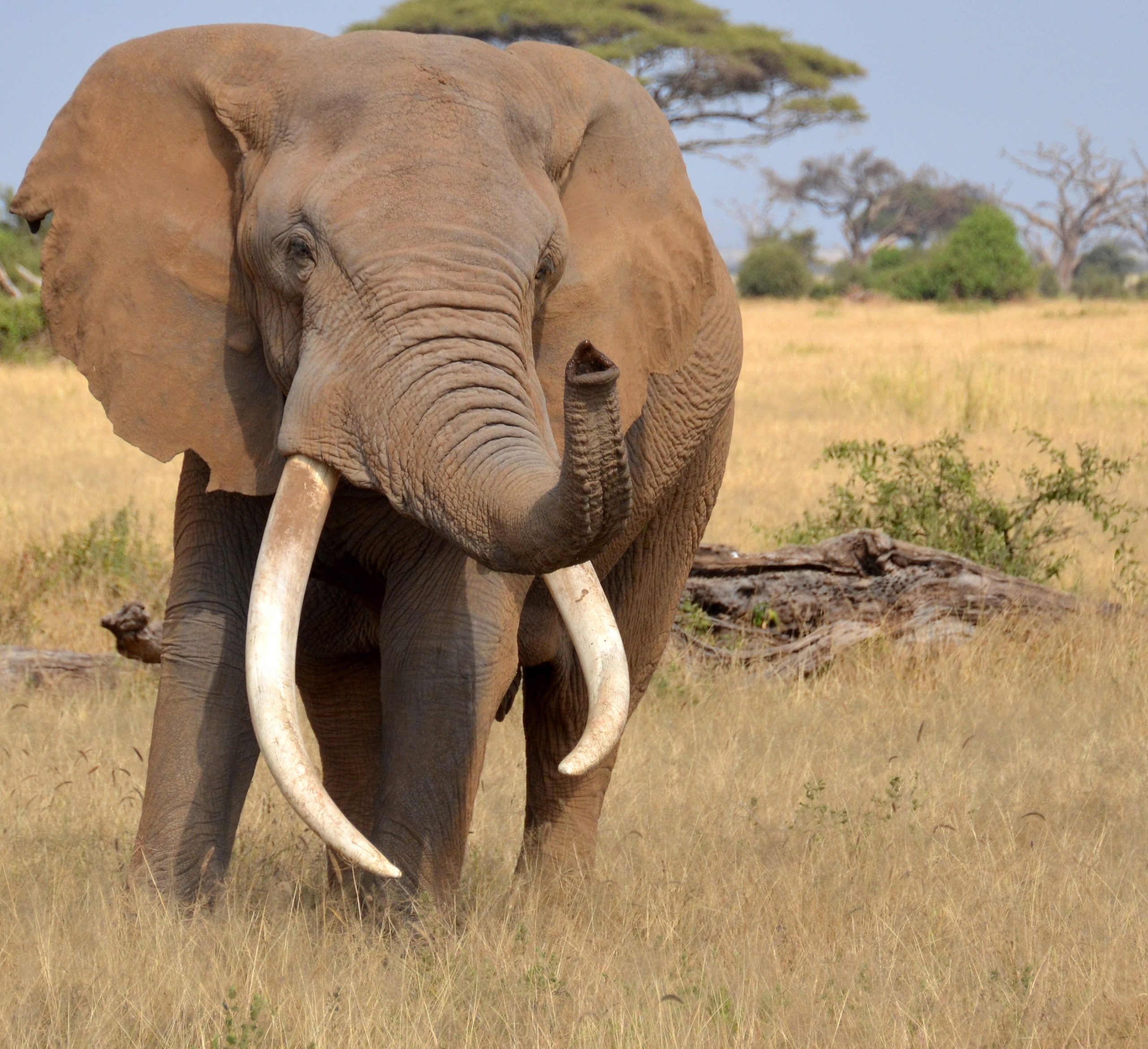 Samburu National Game Reserve Elephant2