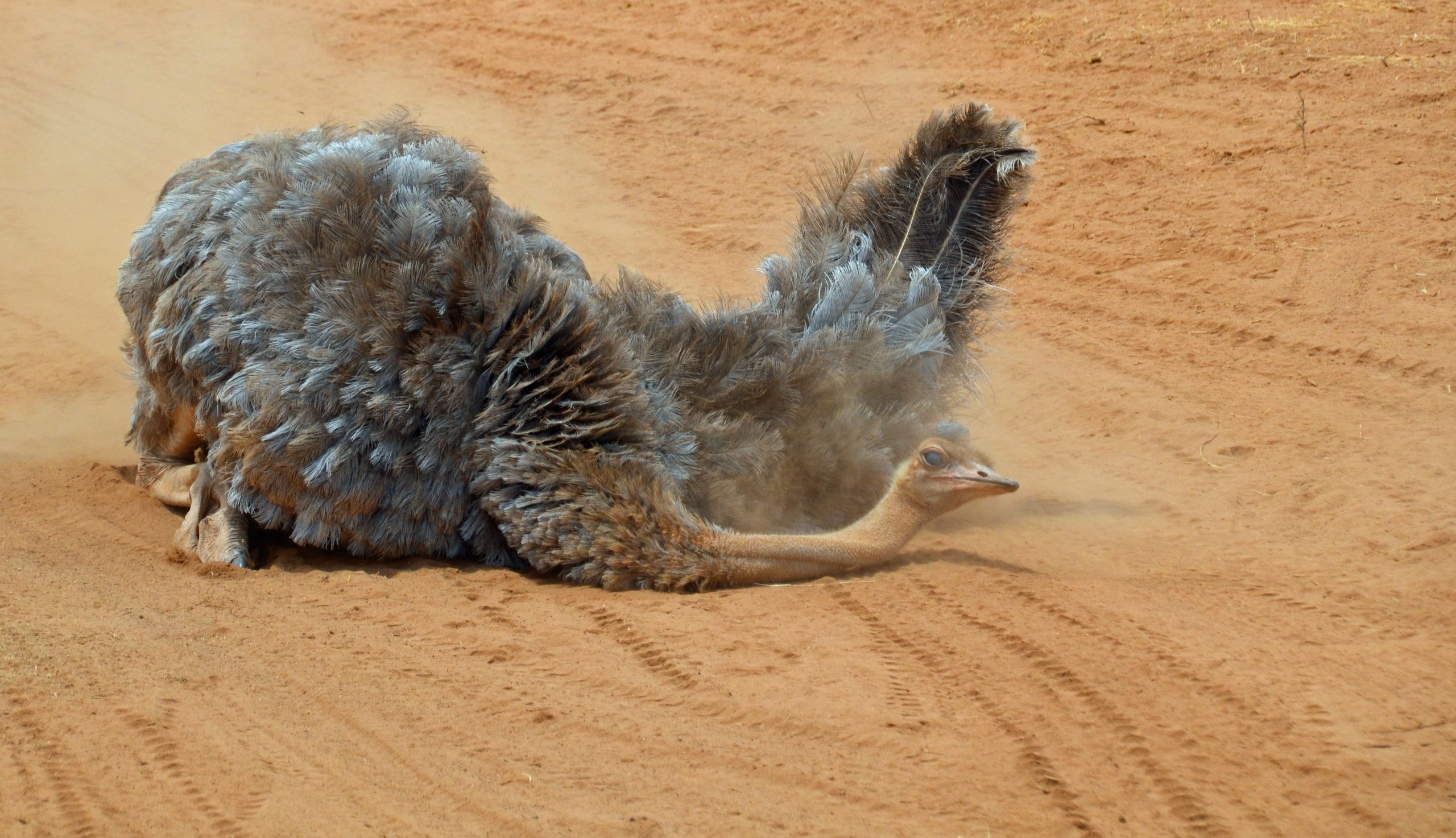 Samburu National Reserve Female Somali Ostrich dust bathing1
