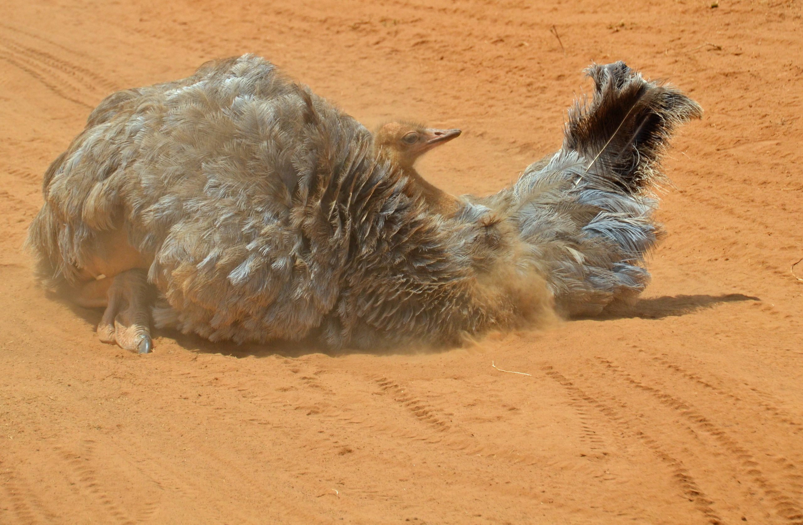 Samburu National Reserve Female Somali Ostrich dust bathing2
