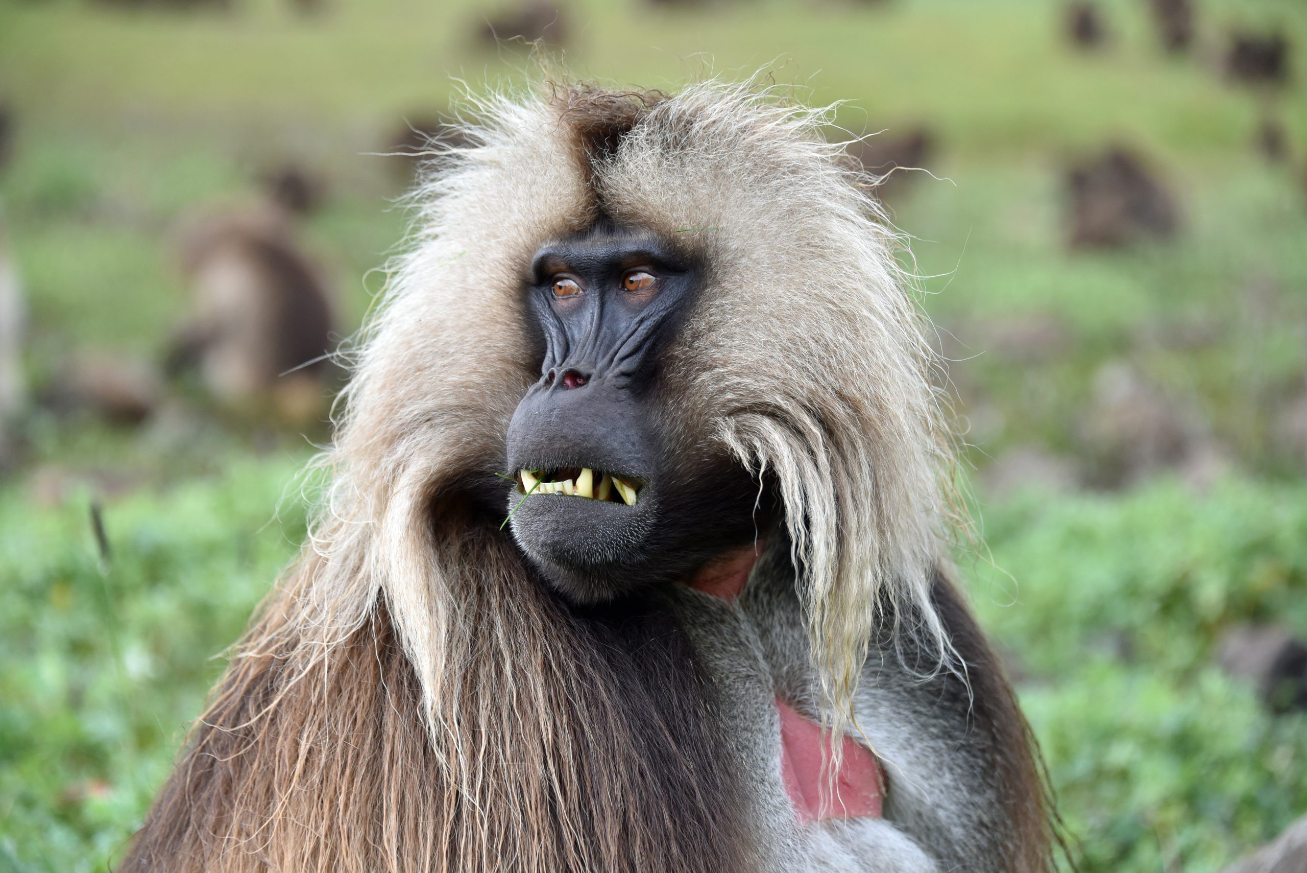 Simien Mountains National Park Gelada male Baboon3
