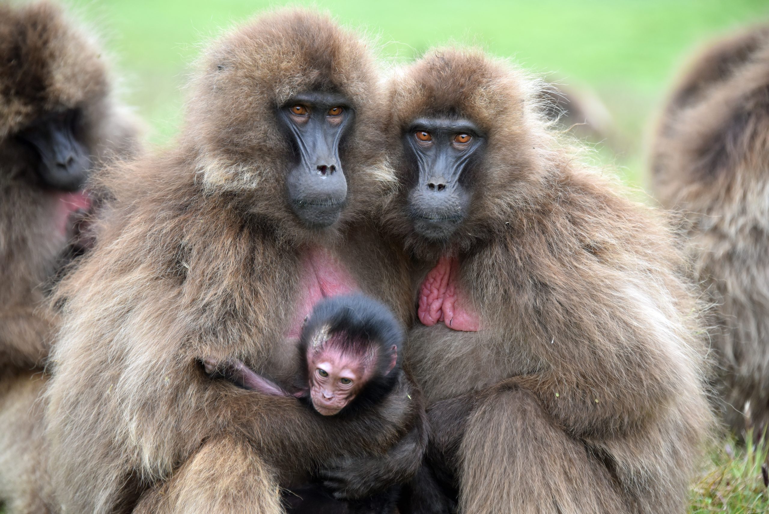 Simien Mountains National Park Gelada male Baboon6