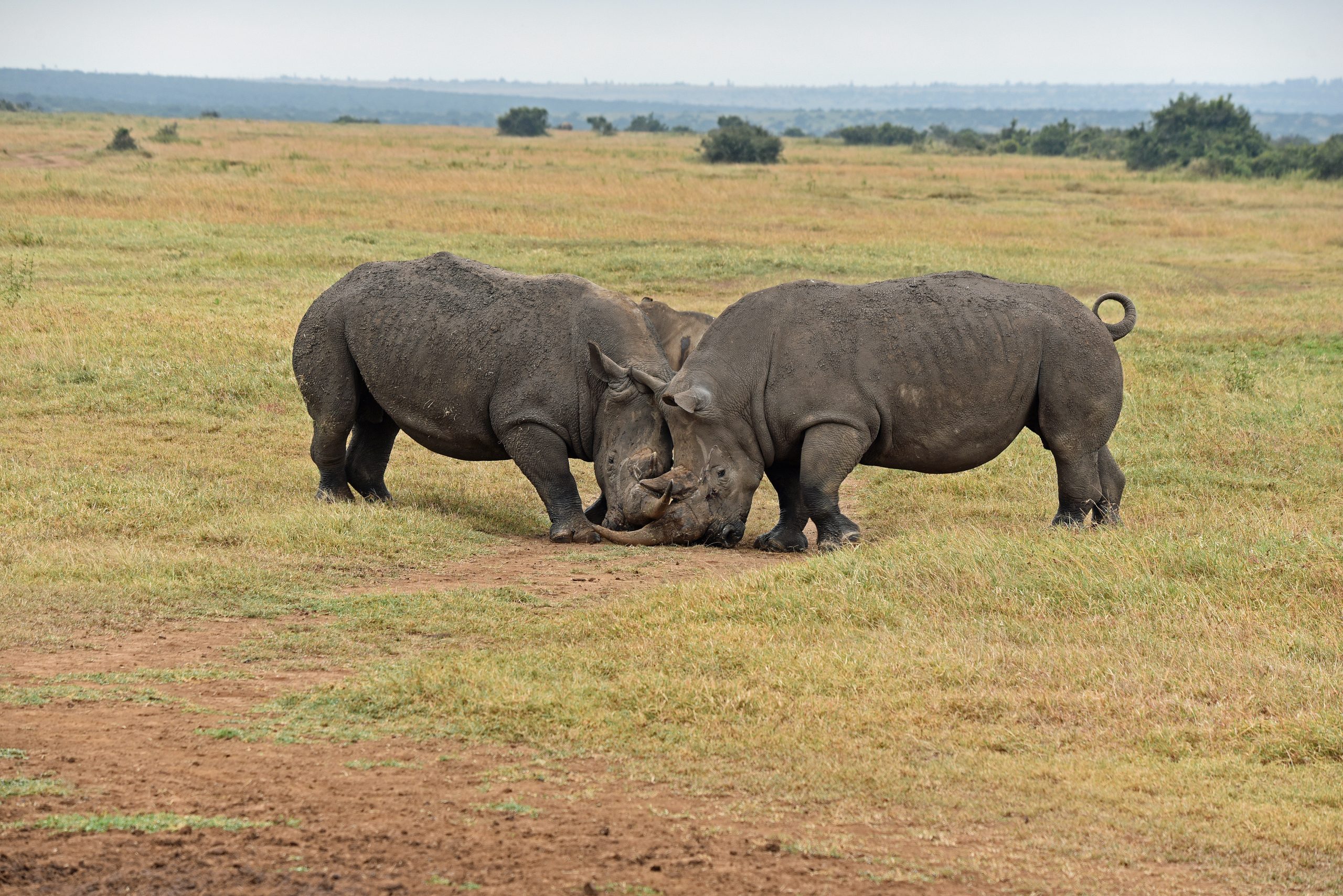 Solio Ranch Male Southern race rhinos fighting1