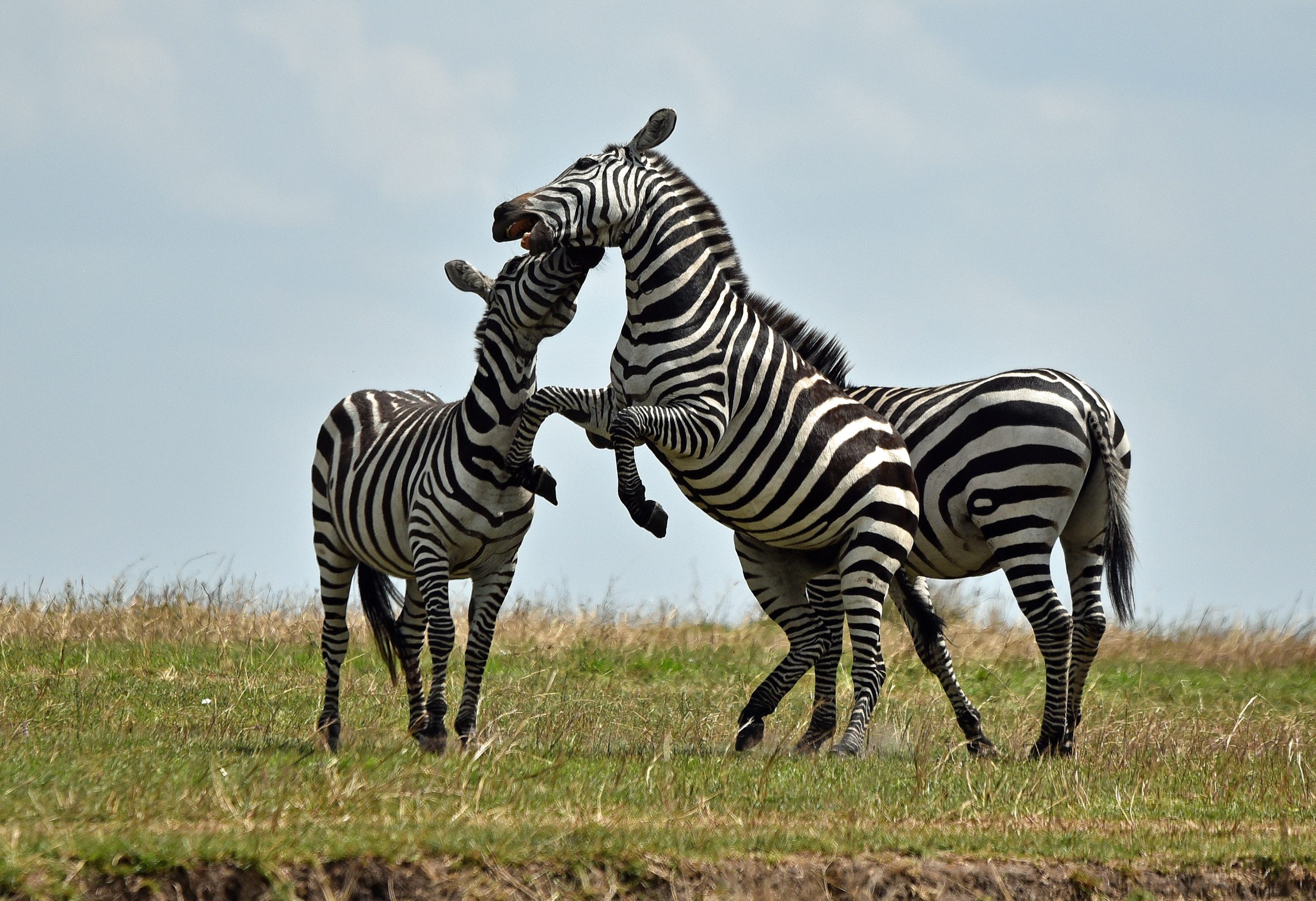 Tanzania Serengeti National Park zebra — Africa Calling Safaris