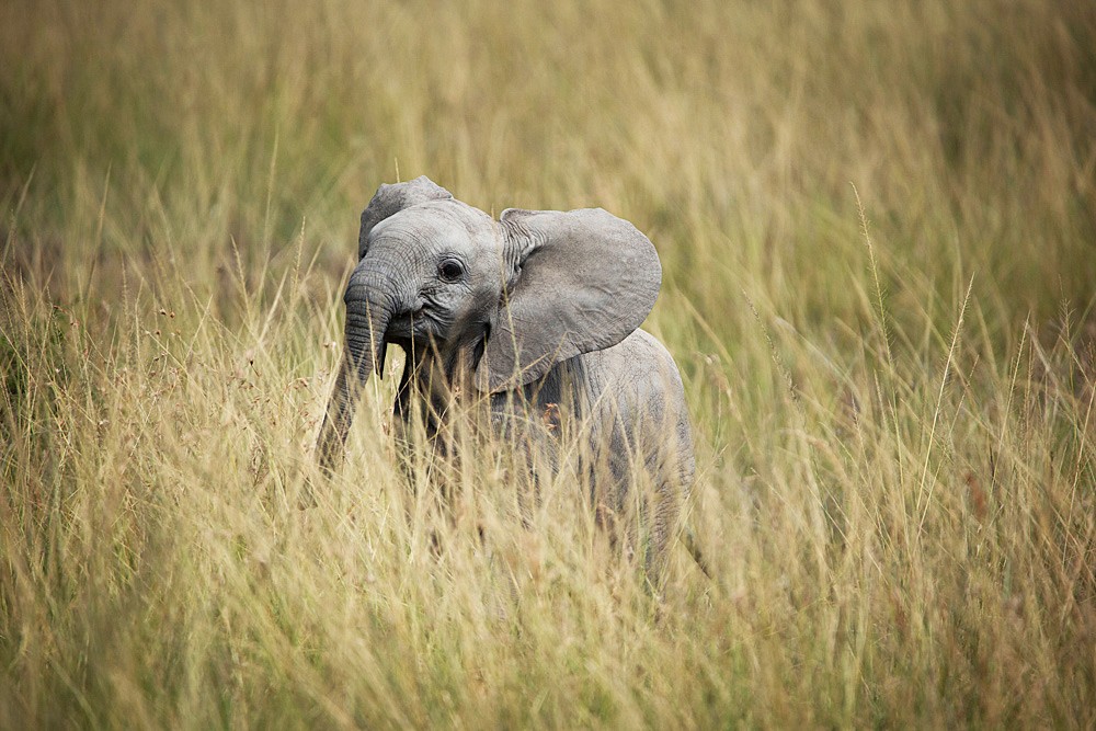 African wildlife on safari in Kenya