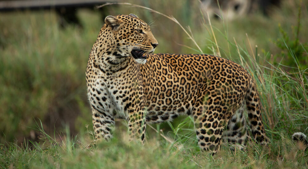 Leopard resting in the African bush on a Kenya safari