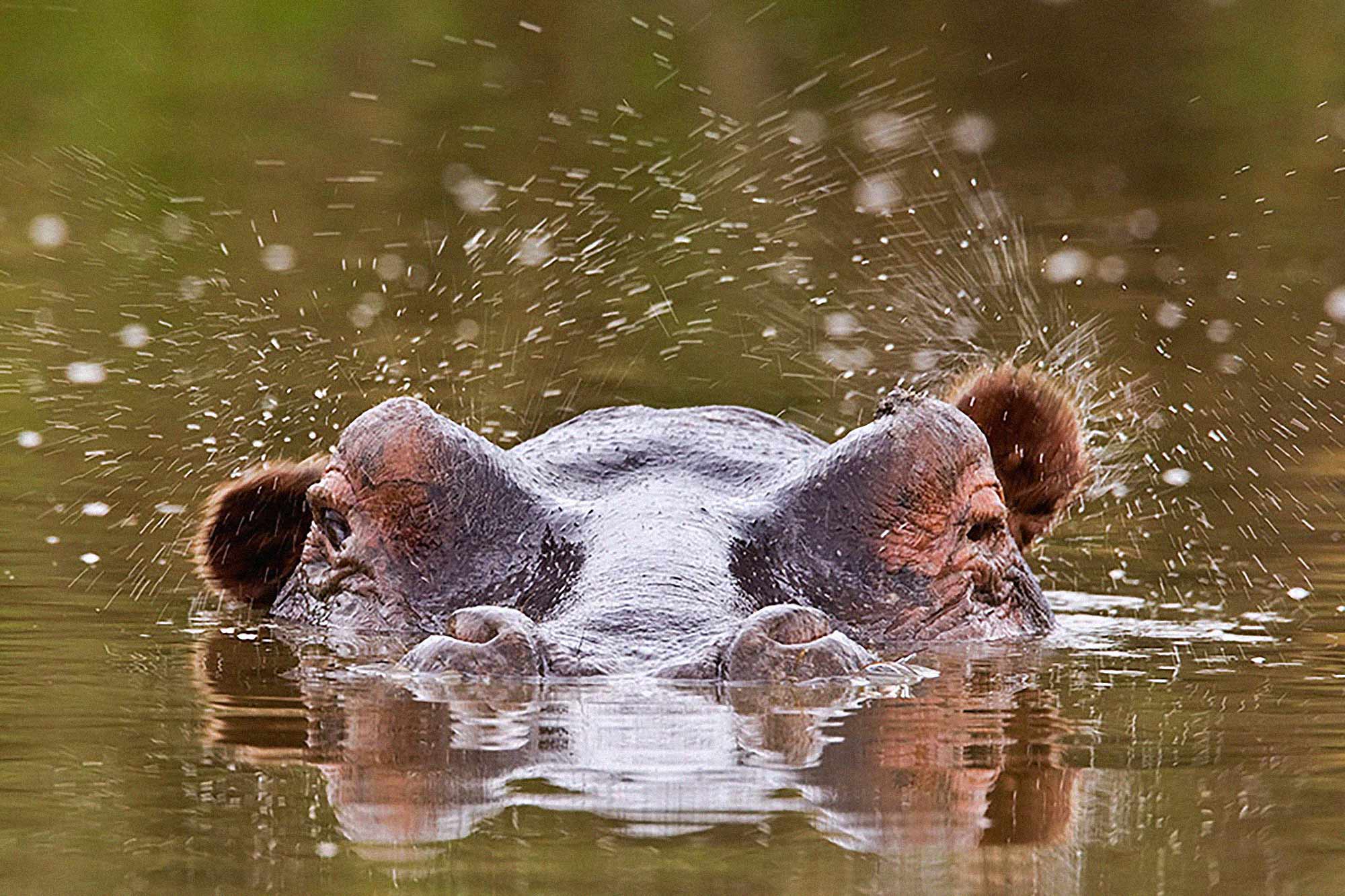 Classic Kenya safari scenery and wildlife