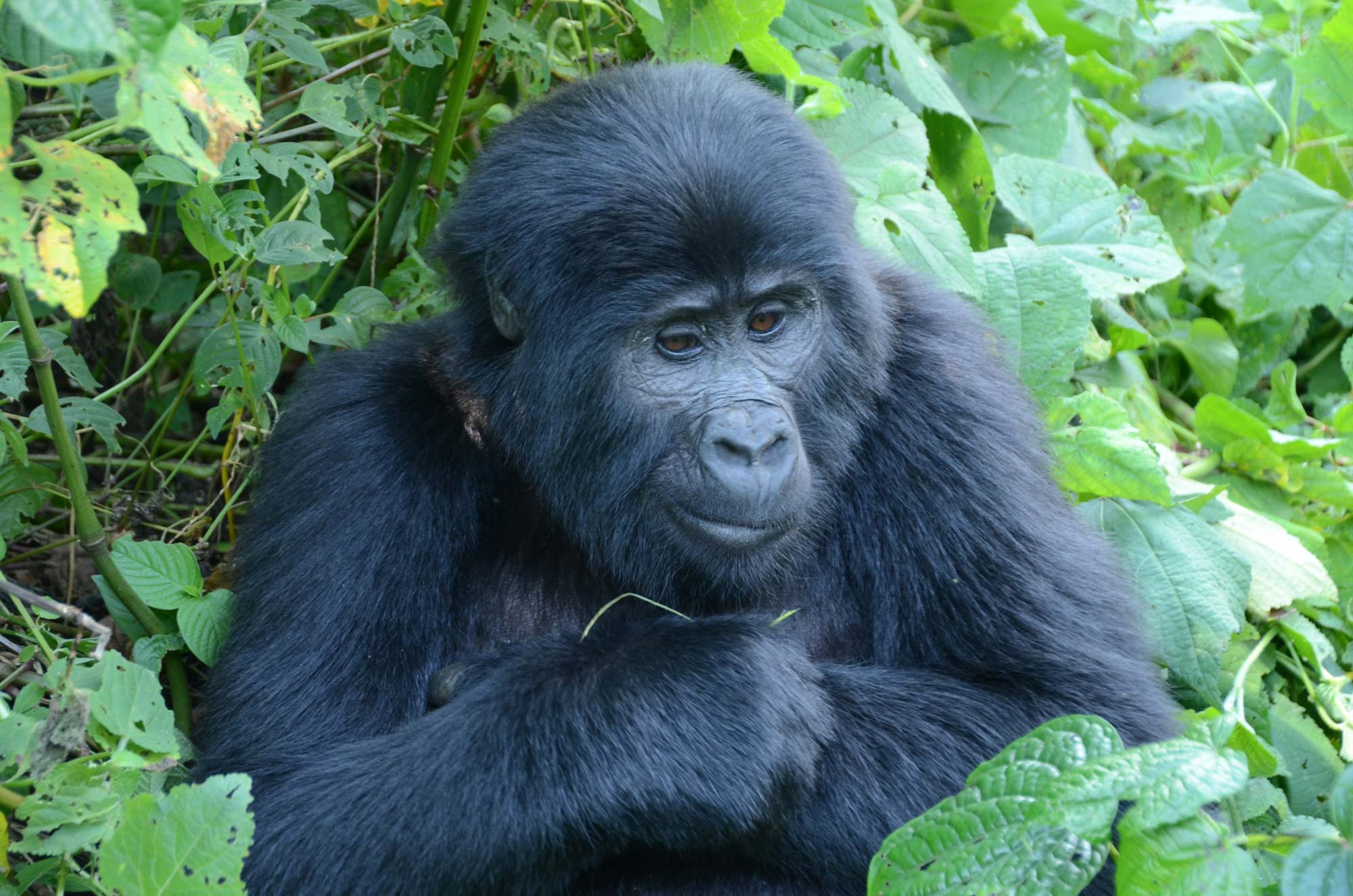 Uganda walking safari through East African wilderness