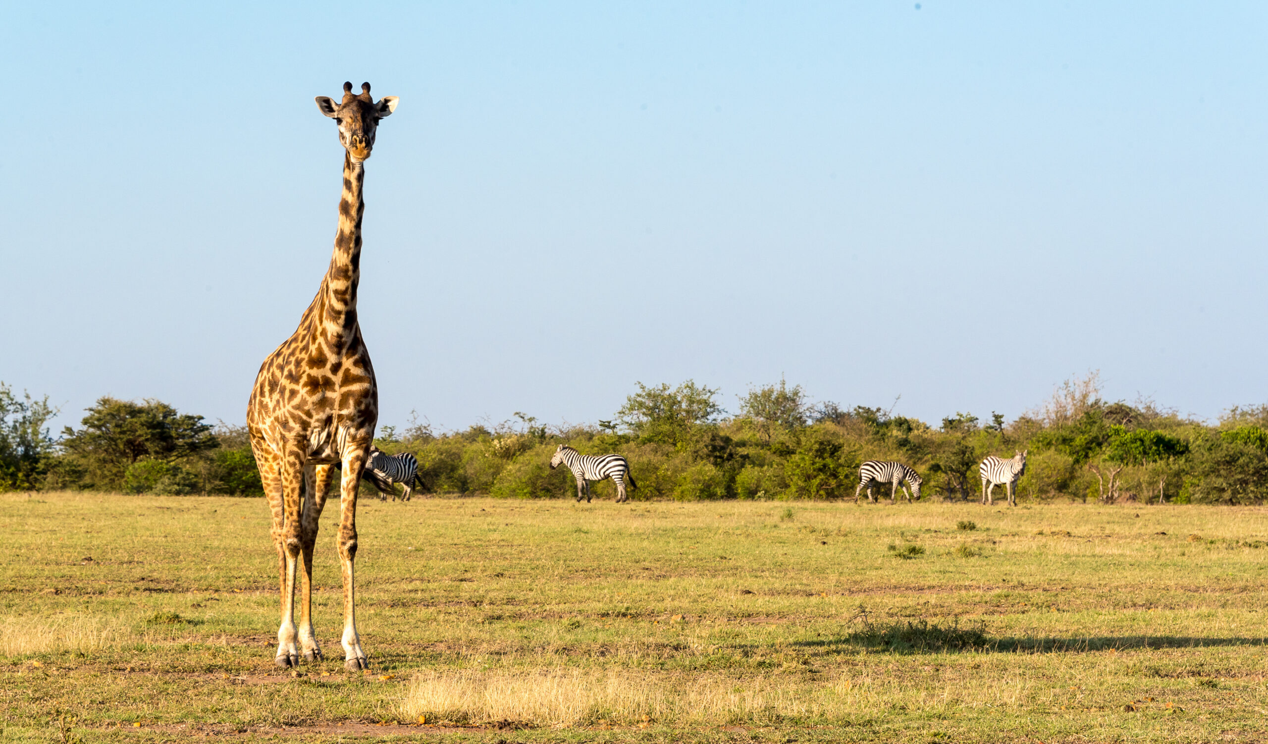 Ultimate Kenya safari experience with Africa Calling Safaris